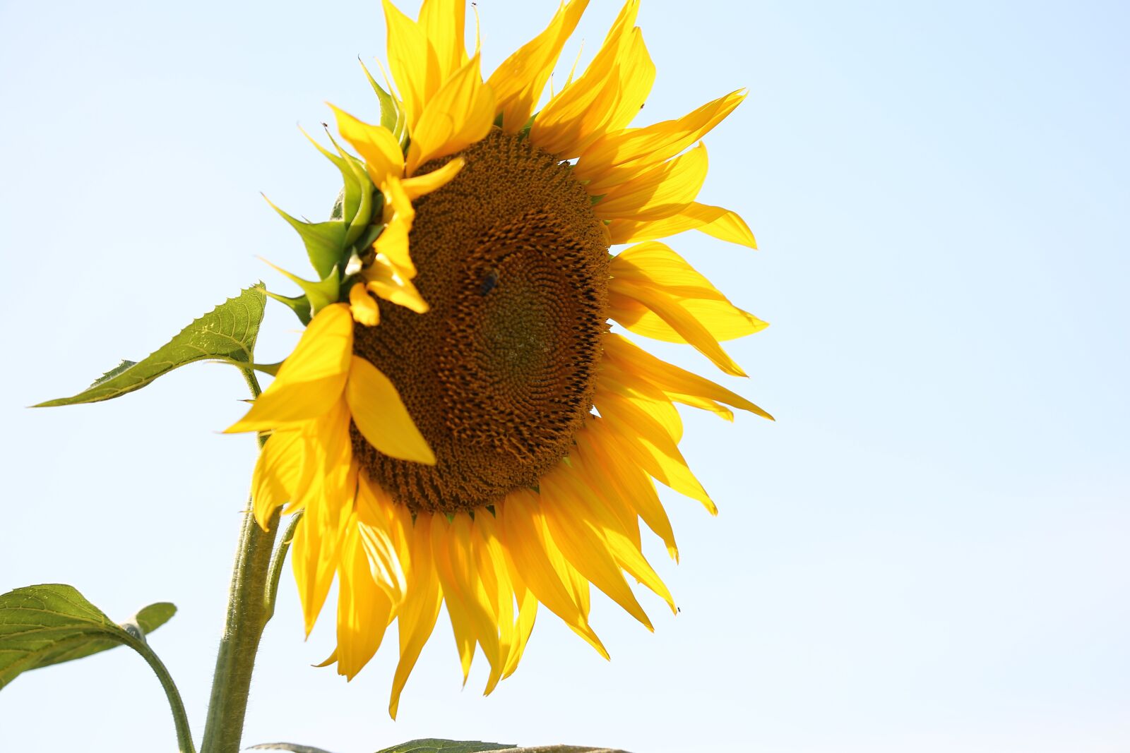 Canon EF 70-300 F4-5.6 IS II USM sample photo. Agriculture, sunflower, bloom photography