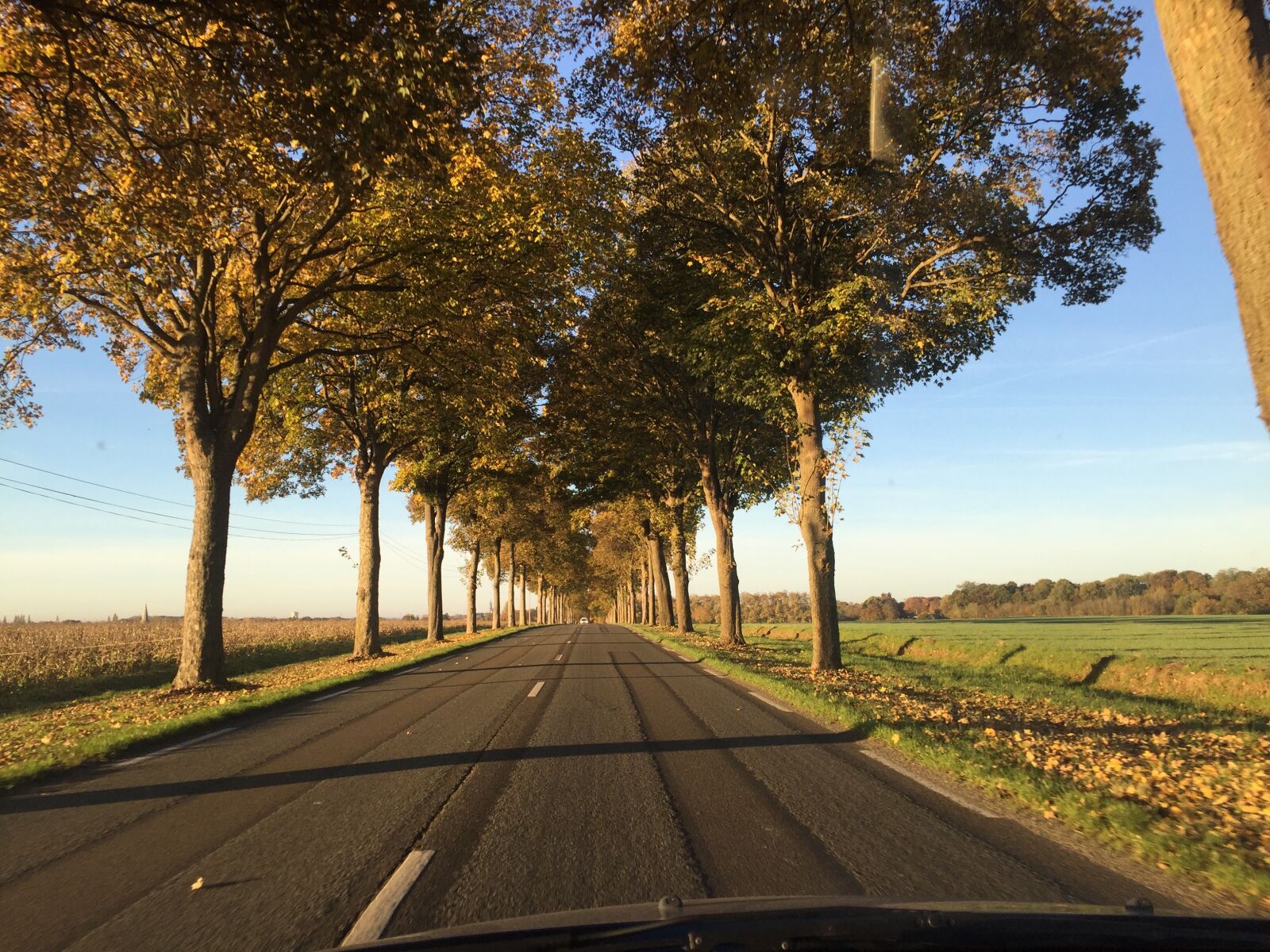 Apple iPhone 6 sample photo. Road, path, tree photography