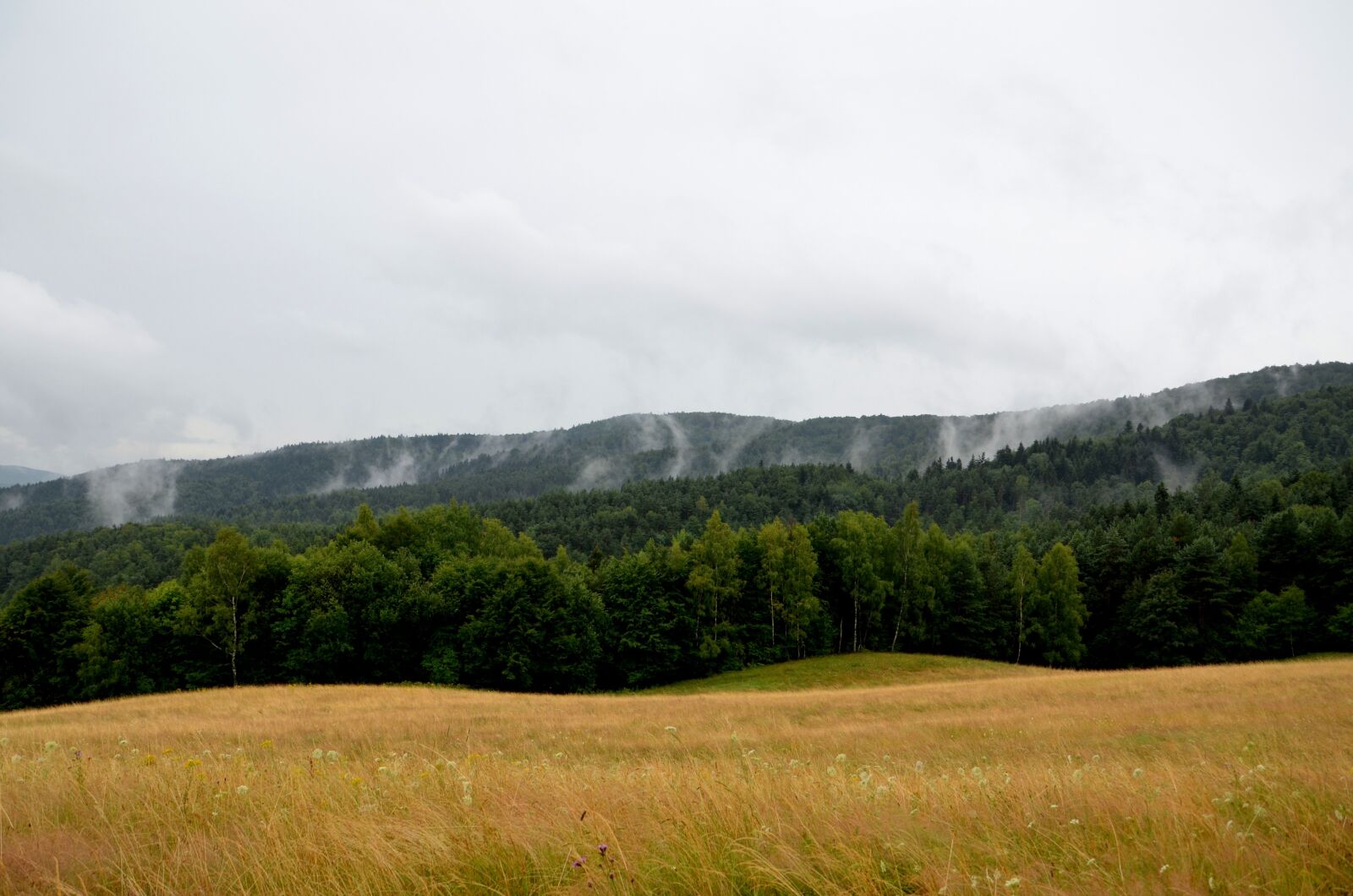 Nikon D7000 sample photo. Summer, rain, the fog photography