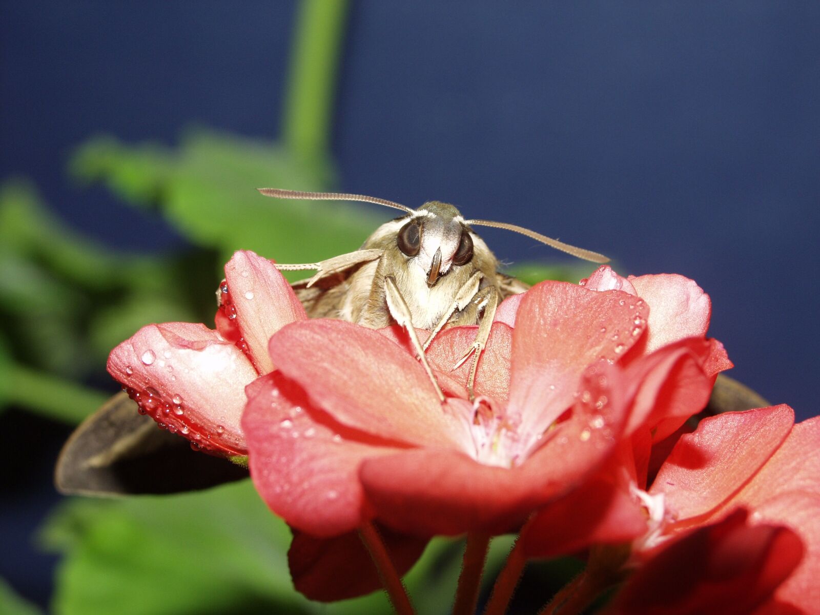 Olympus E-20,E-20N,E-20P sample photo. Macro, butterfly, flowers photography