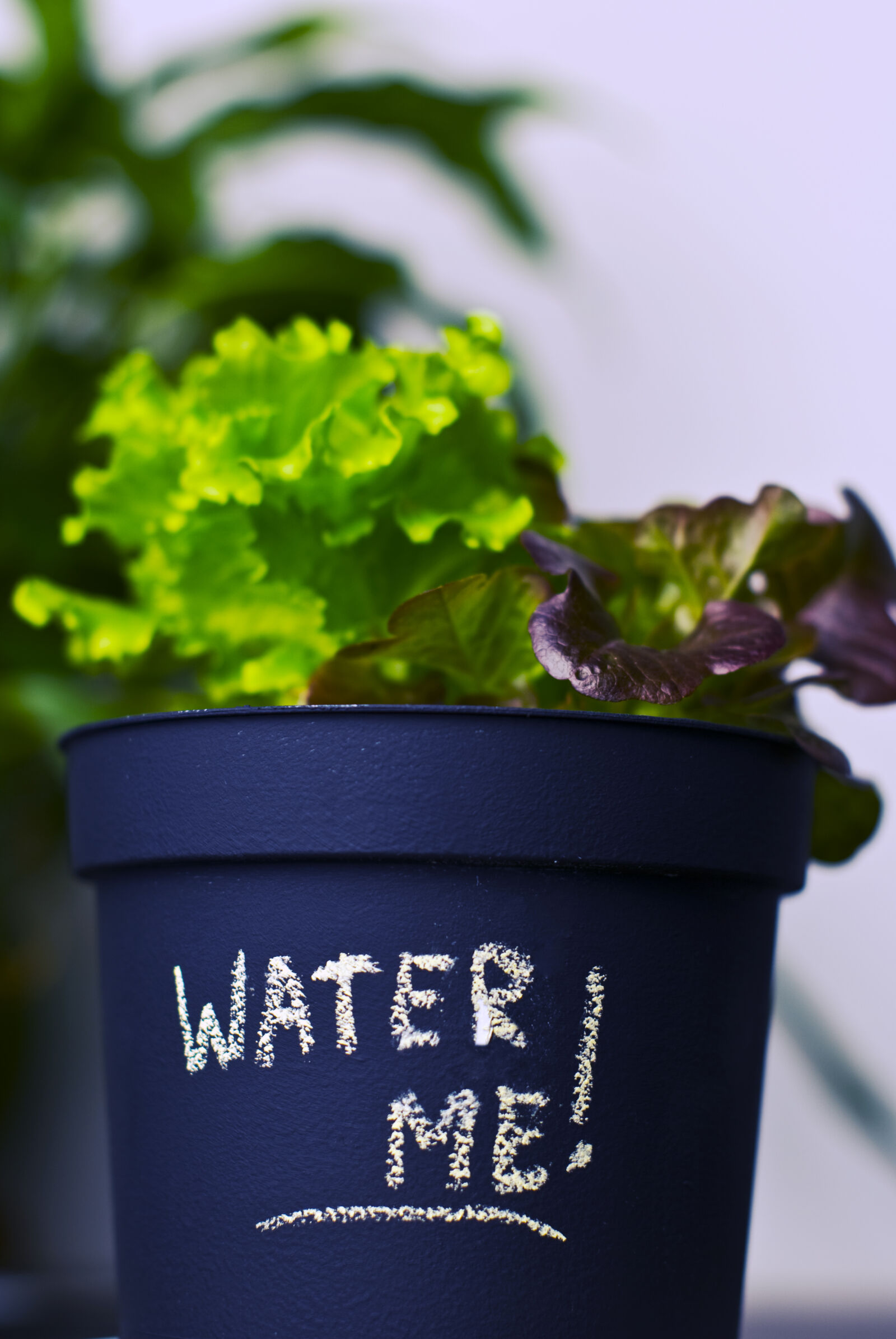 Nikon D60 sample photo. Flower, pot, grow, lettuce photography