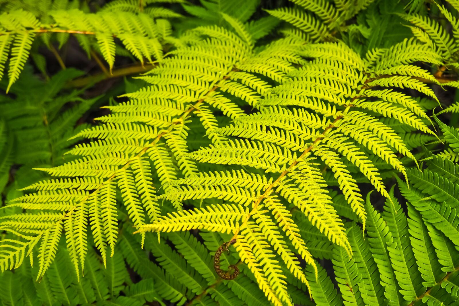 Olympus OM-D E-M10 sample photo. Fern, plant, forest plant photography