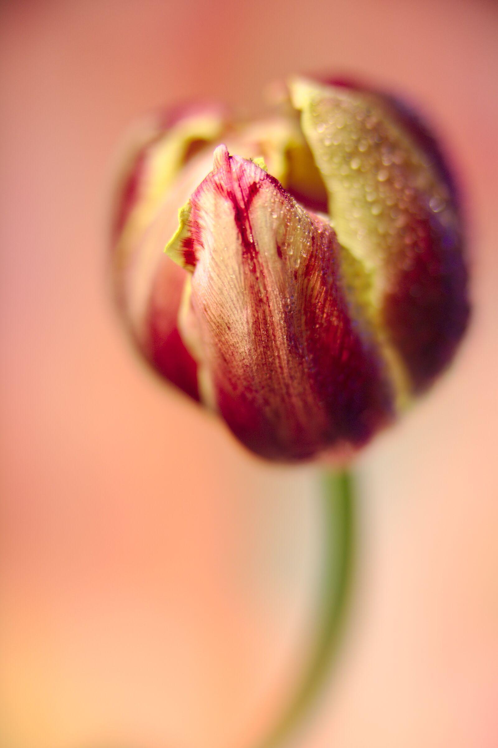 Canon EOS 6D Mark II sample photo. Tulip, drip, dew photography