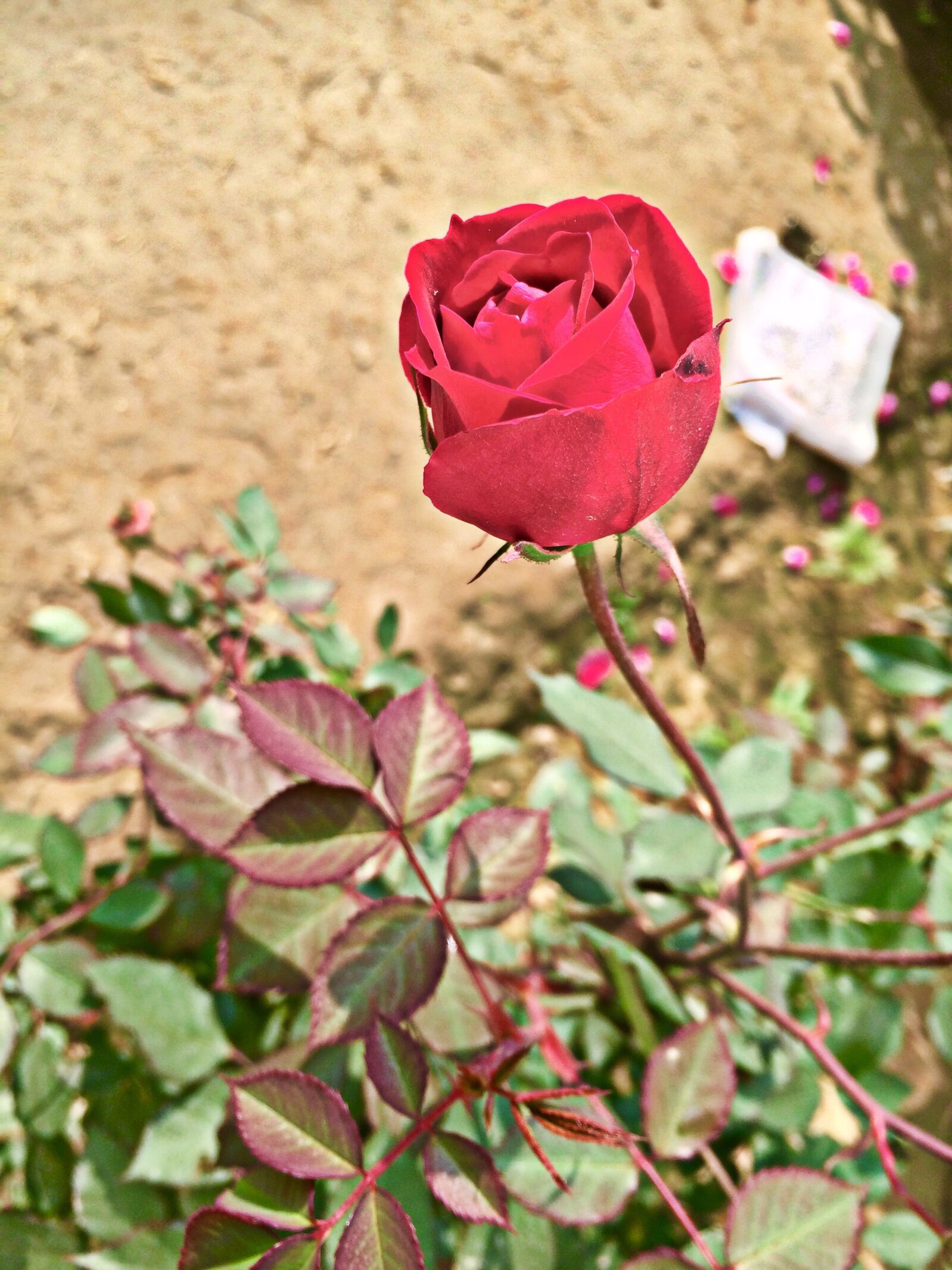 iPhone 5s back camera 4.15mm f/2.2 sample photo. Rose, red, nature photography