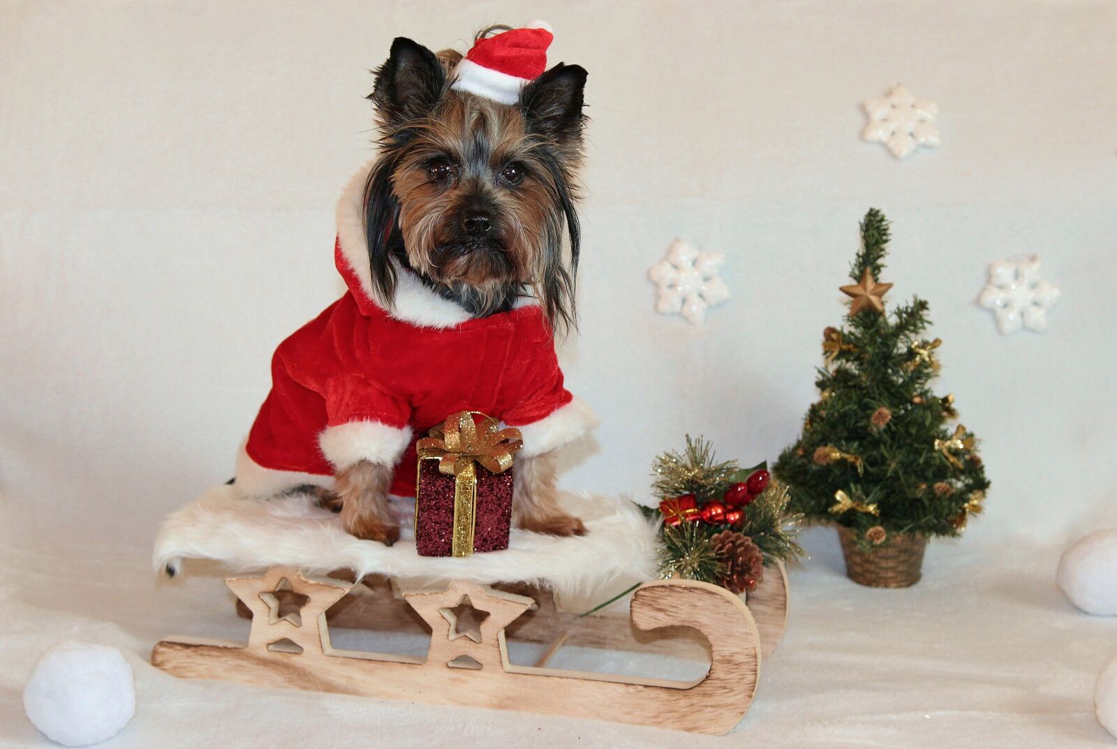 Canon EOS 600D (Rebel EOS T3i / EOS Kiss X5) sample photo. Yorkshire terrier, dog, christmas photography