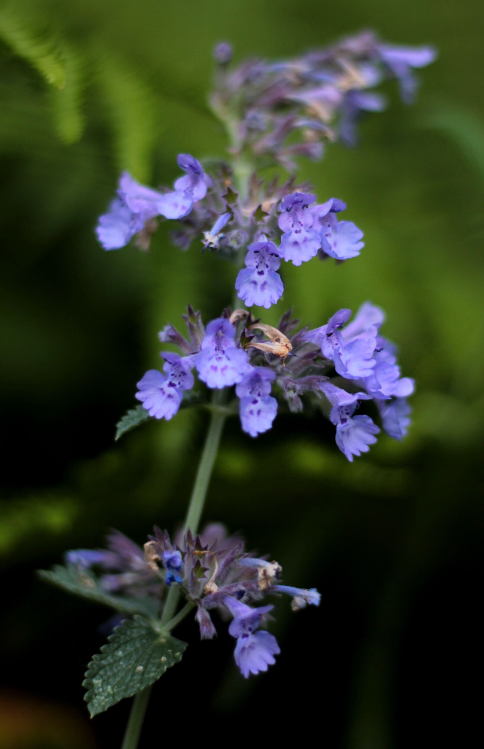 Canon EOS 600D (Rebel EOS T3i / EOS Kiss X5) sample photo. Lobelia siphilitica 'blue auslese photography