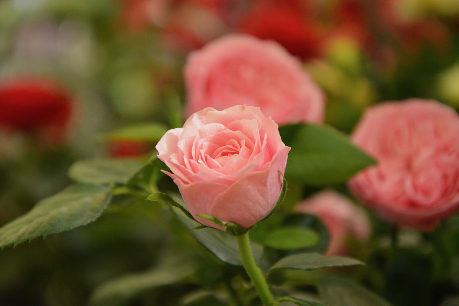 Nikon D5200 sample photo. Flowers, pink, rosebush photography