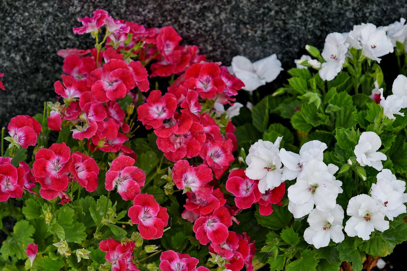 Nikon D5500 sample photo. Pink, white flower, nature photography