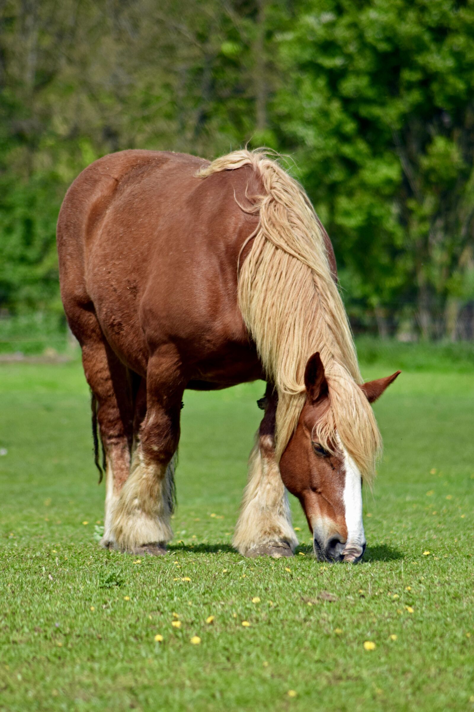 Nikon D3300 sample photo. Schleswig coldblood, horse, livestock photography