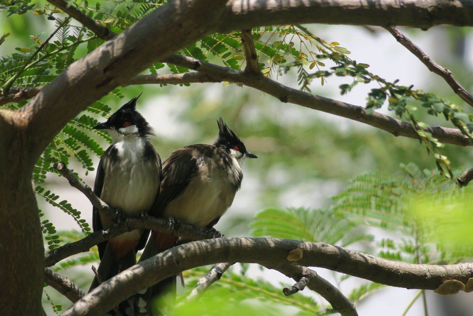 Canon PowerShot G3 X sample photo. 红耳鹎, nature, bird photography
