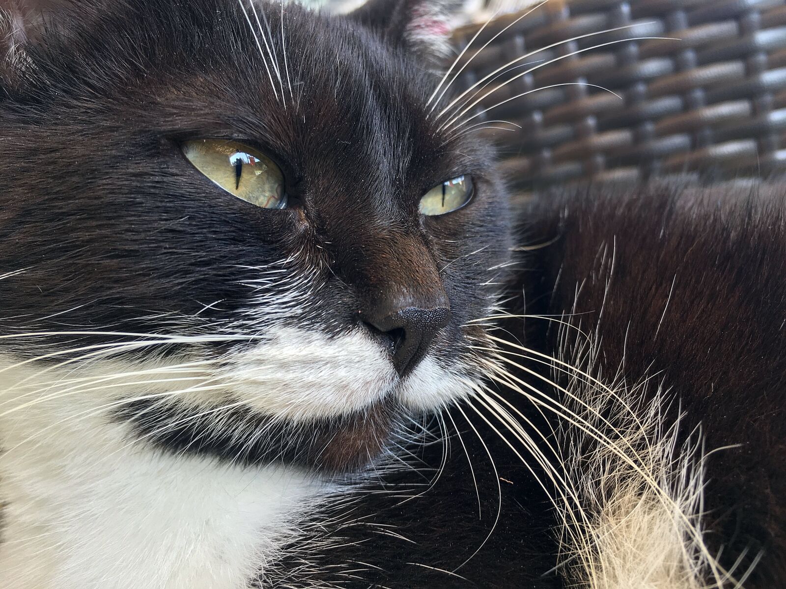 Apple iPhone 6s Plus sample photo. Cat, green eye, black photography