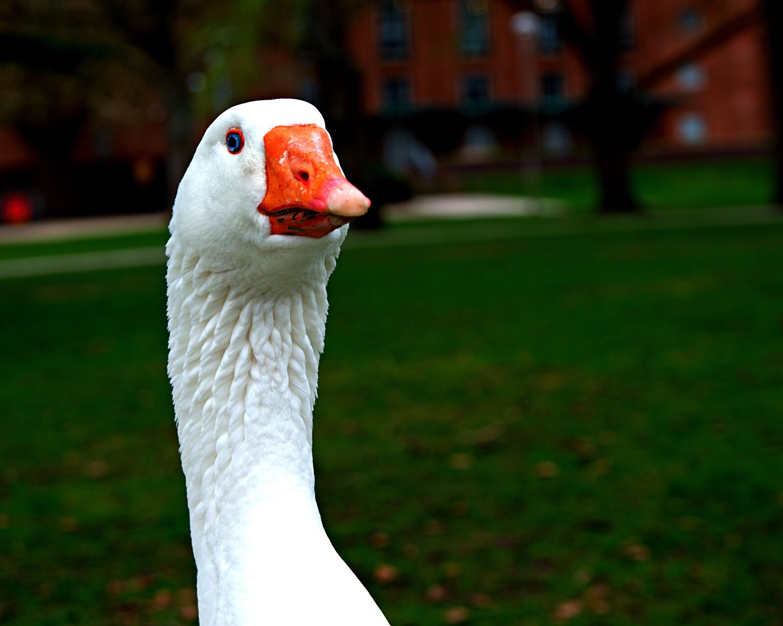 Nikon D3400 sample photo. Norwegian white goose, gander photography