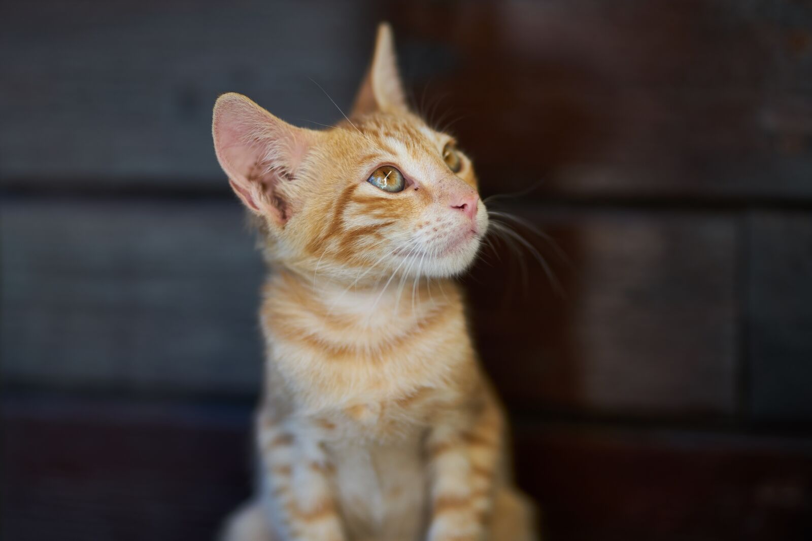 Sigma 85mm F1.4 DG HSM Art sample photo. Cat, animal, yellow photography