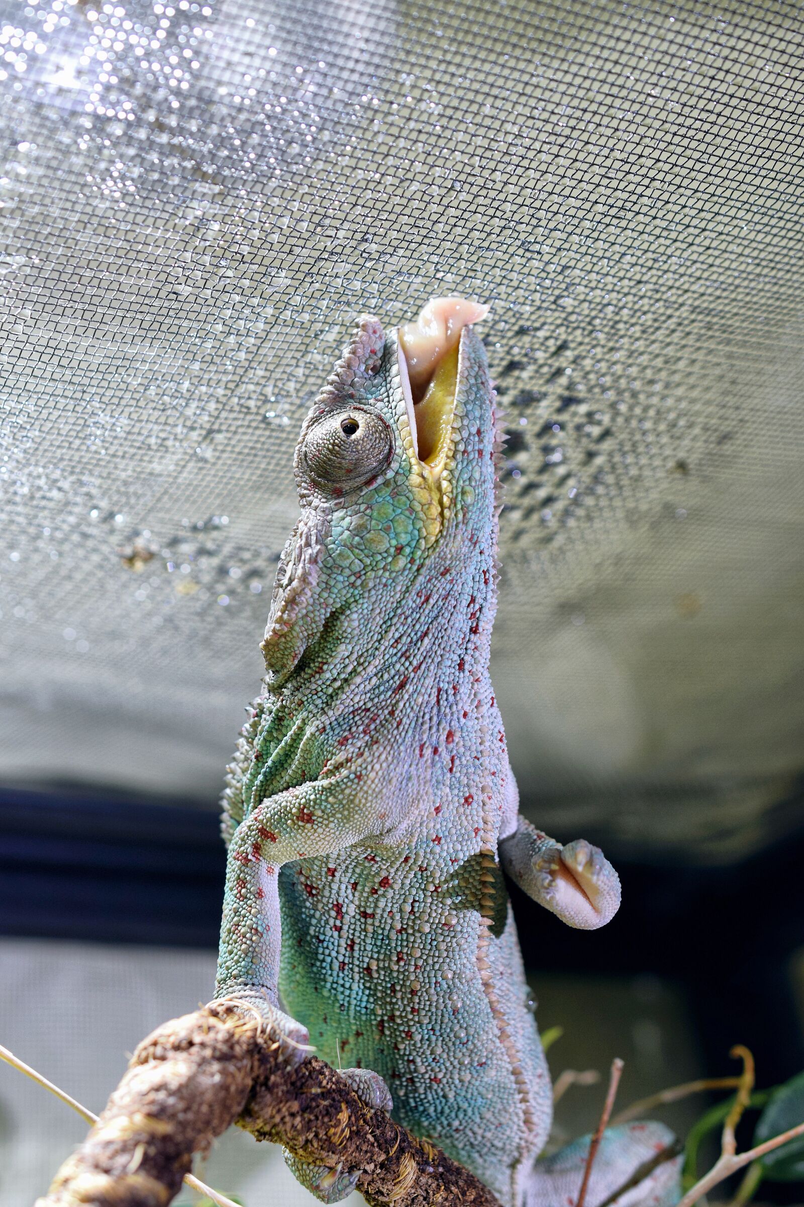 Nikon D5300 sample photo. Chameleon, chameleon tongue, head photography