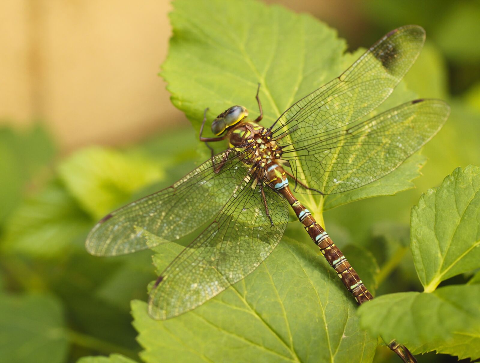 Canon EOS 550D (EOS Rebel T2i / EOS Kiss X4) sample photo. Dragonfly, darner, insect photography