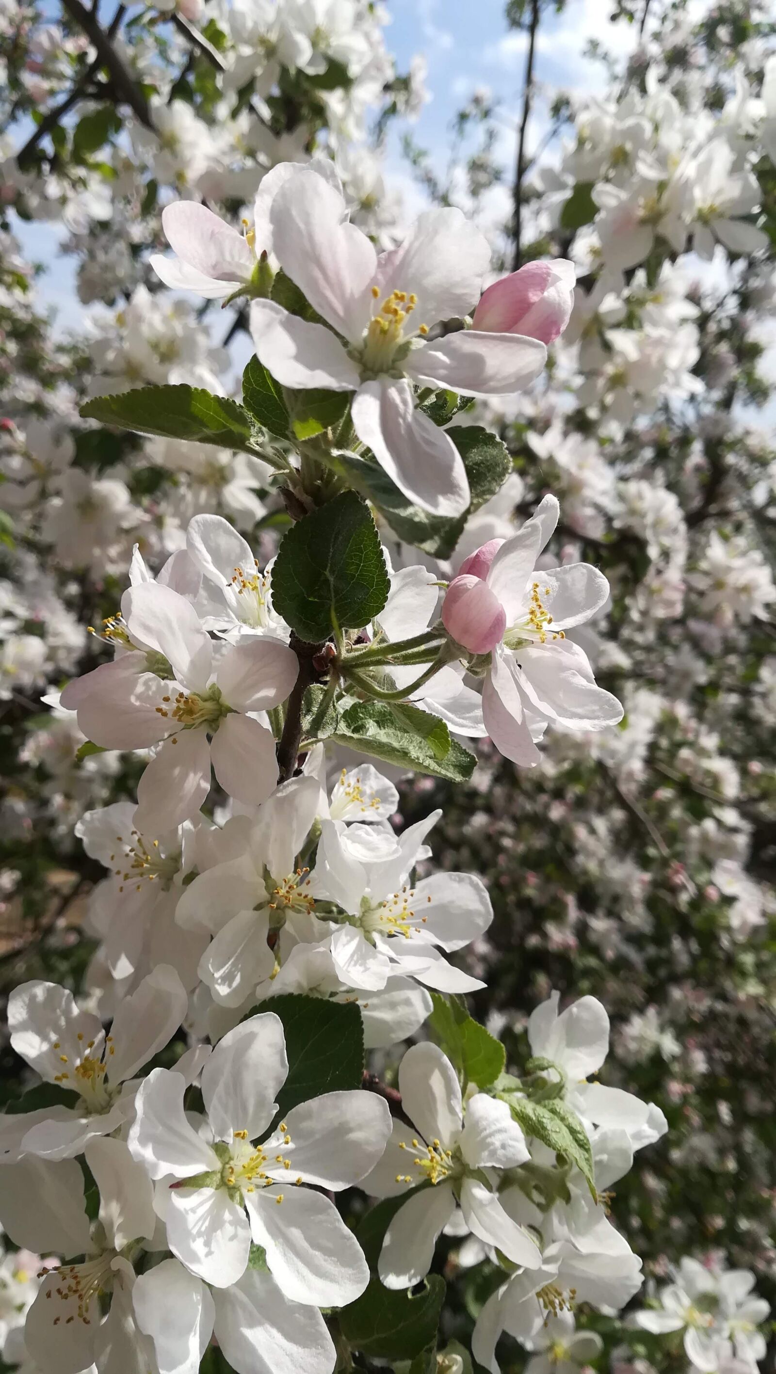 HUAWEI P10 lite sample photo. Spring, apple tree, bloom photography