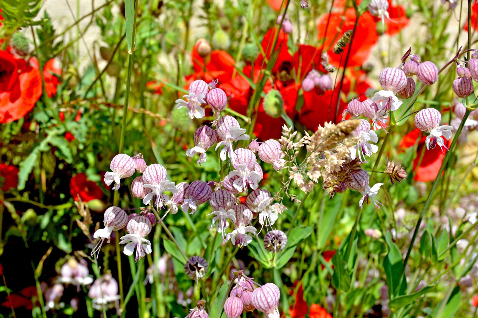 Nikon D3200 sample photo. Wildblumen, glockengewächs, mohnblume photography