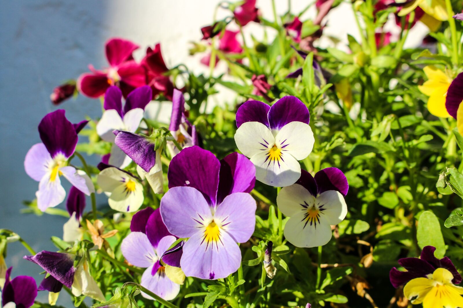Canon EOS 700D (EOS Rebel T5i / EOS Kiss X7i) sample photo. Flower, nature, garden photography
