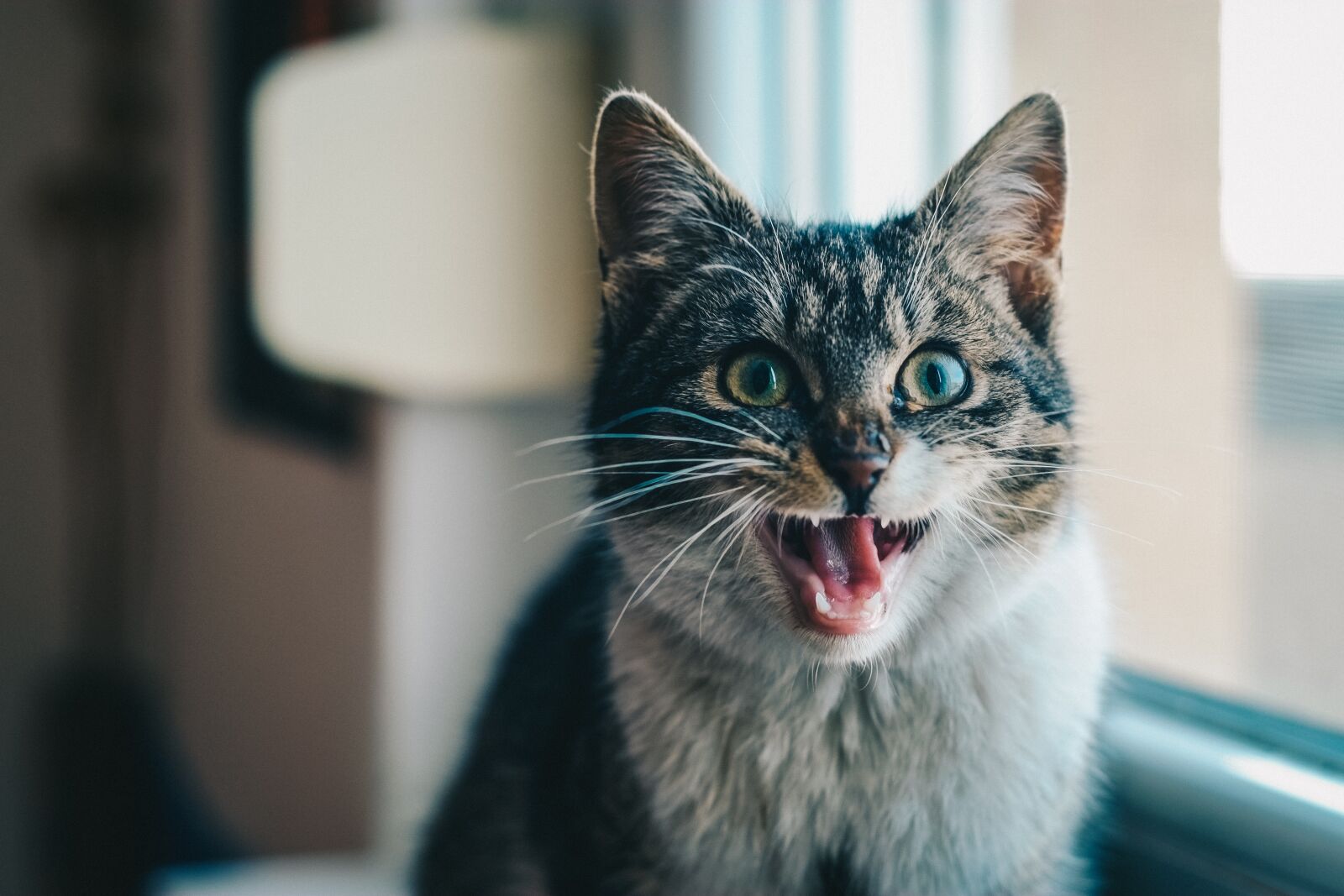 Fujifilm X-E1 sample photo. Cat, animal, pet photography