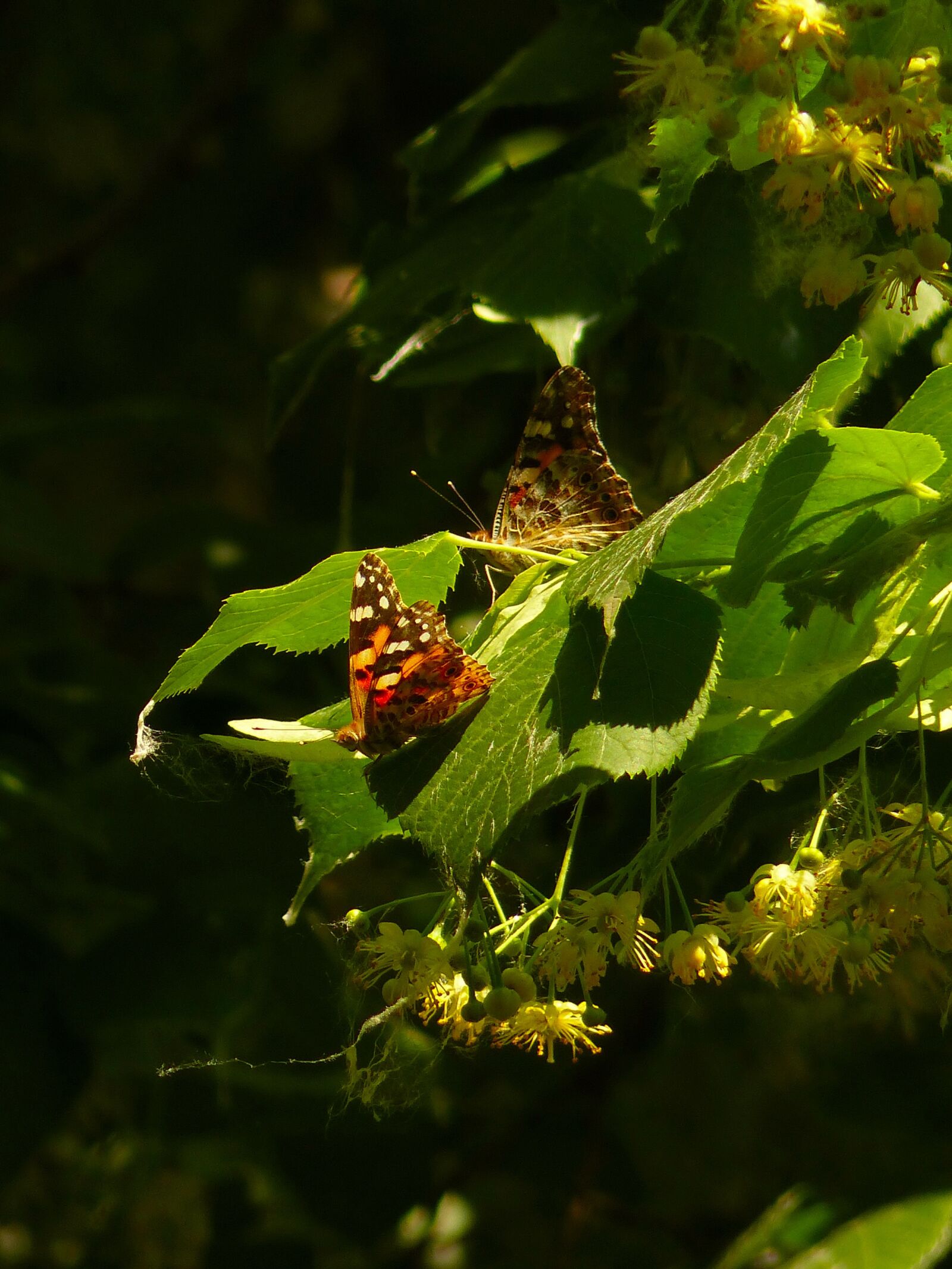 Panasonic Lumix DMC-FZ200 sample photo. Butterfly, linden, to pollinate photography
