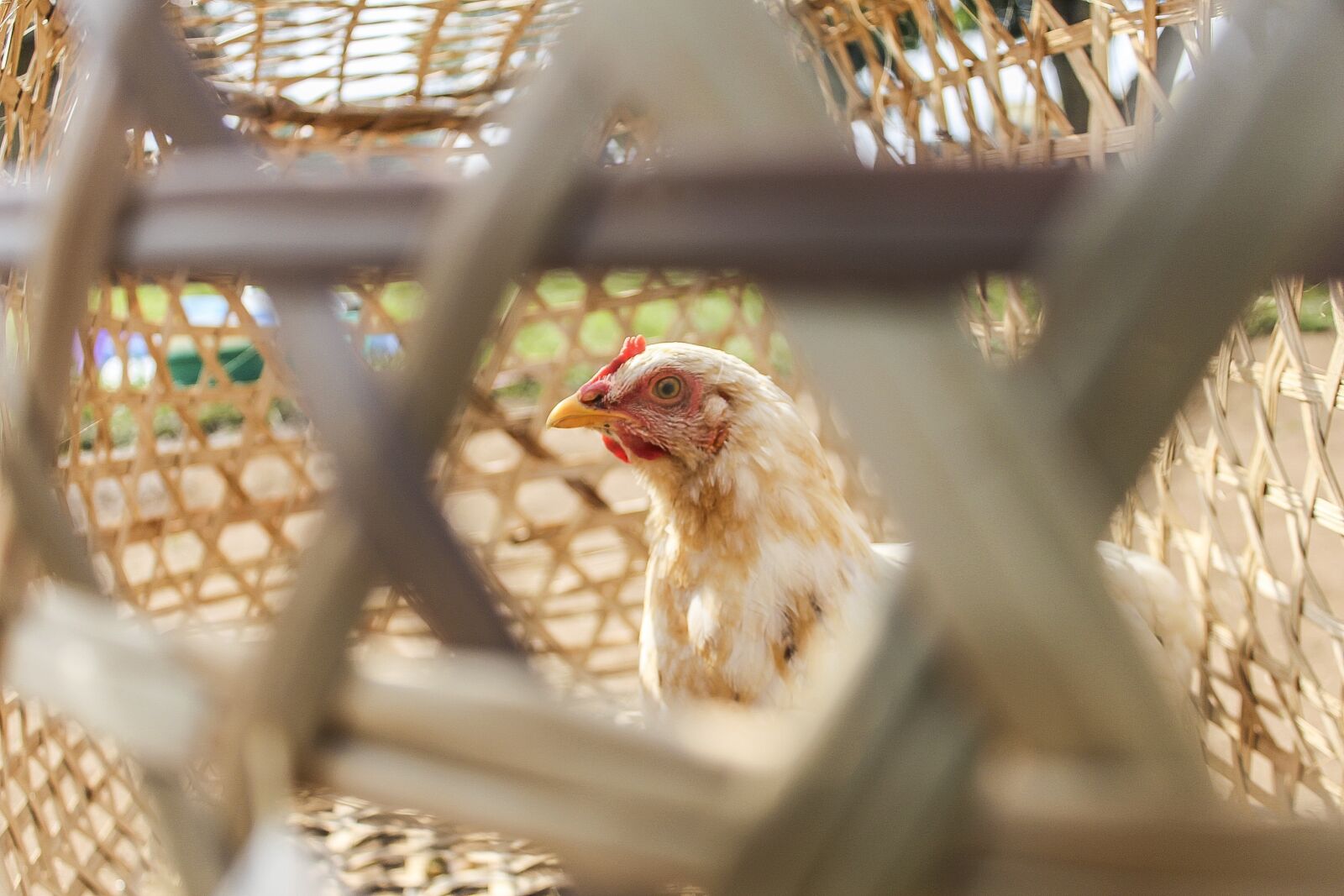 Canon EOS 1200D (EOS Rebel T5 / EOS Kiss X70 / EOS Hi) sample photo. Chicken, closeup, poultry photography