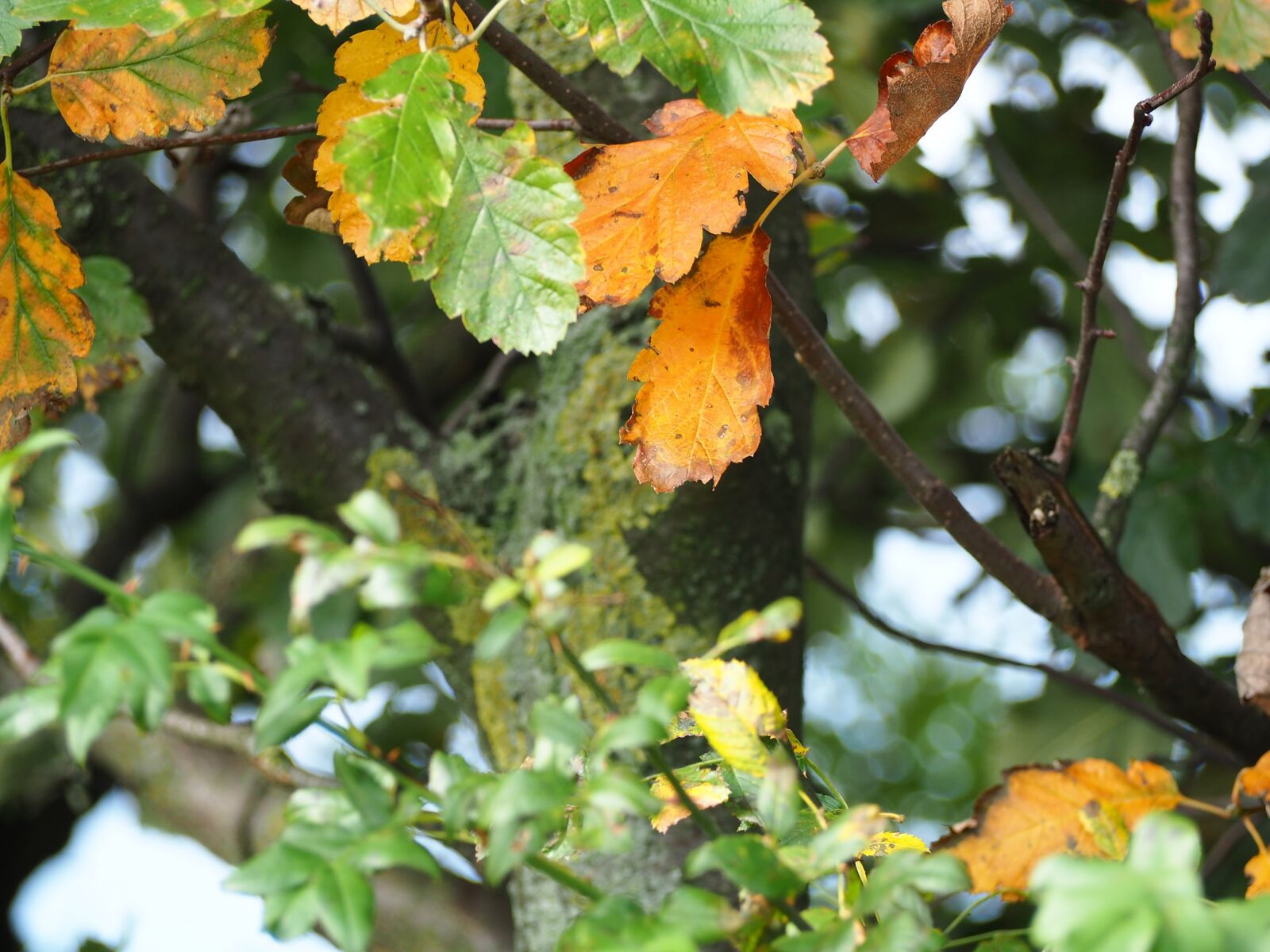 Olympus OM-D E-M10 sample photo. Autumn, leaves, fall foliage photography