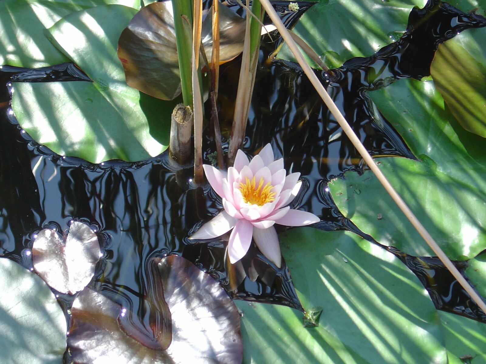 Sony DSC-P10 sample photo. Water lily, pond, aquatic photography