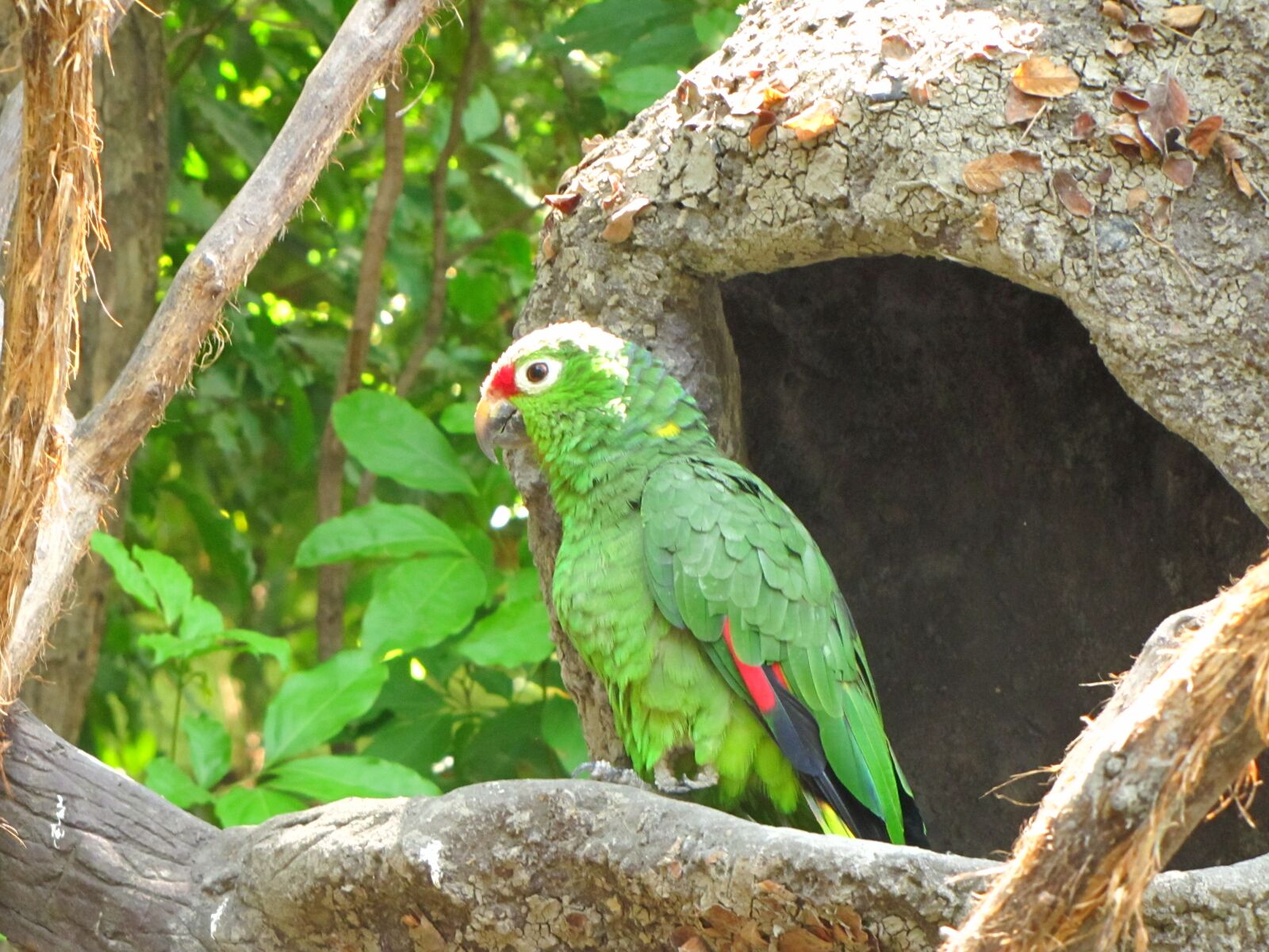 Canon PowerShot SX20 IS sample photo. Parrot, ave, zoo photography