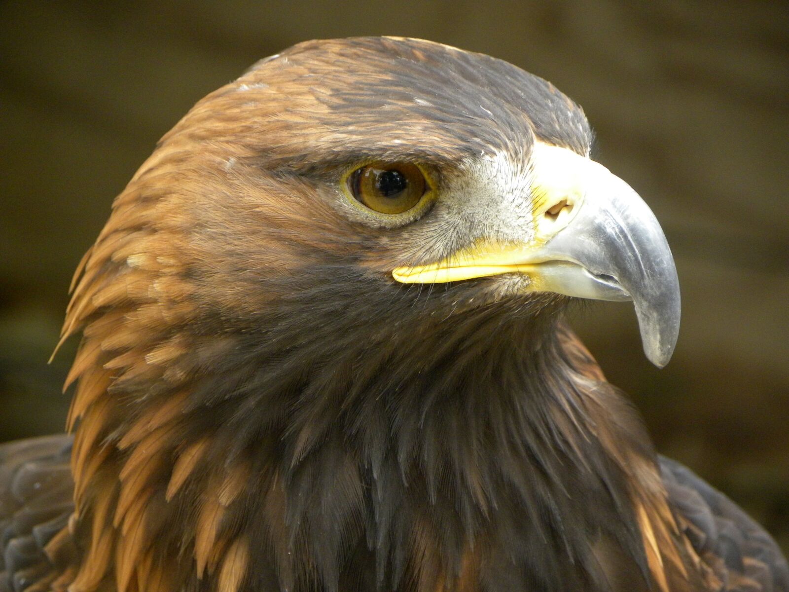 Nikon Coolpix P90 sample photo. Golden eagle eagle, bird photography