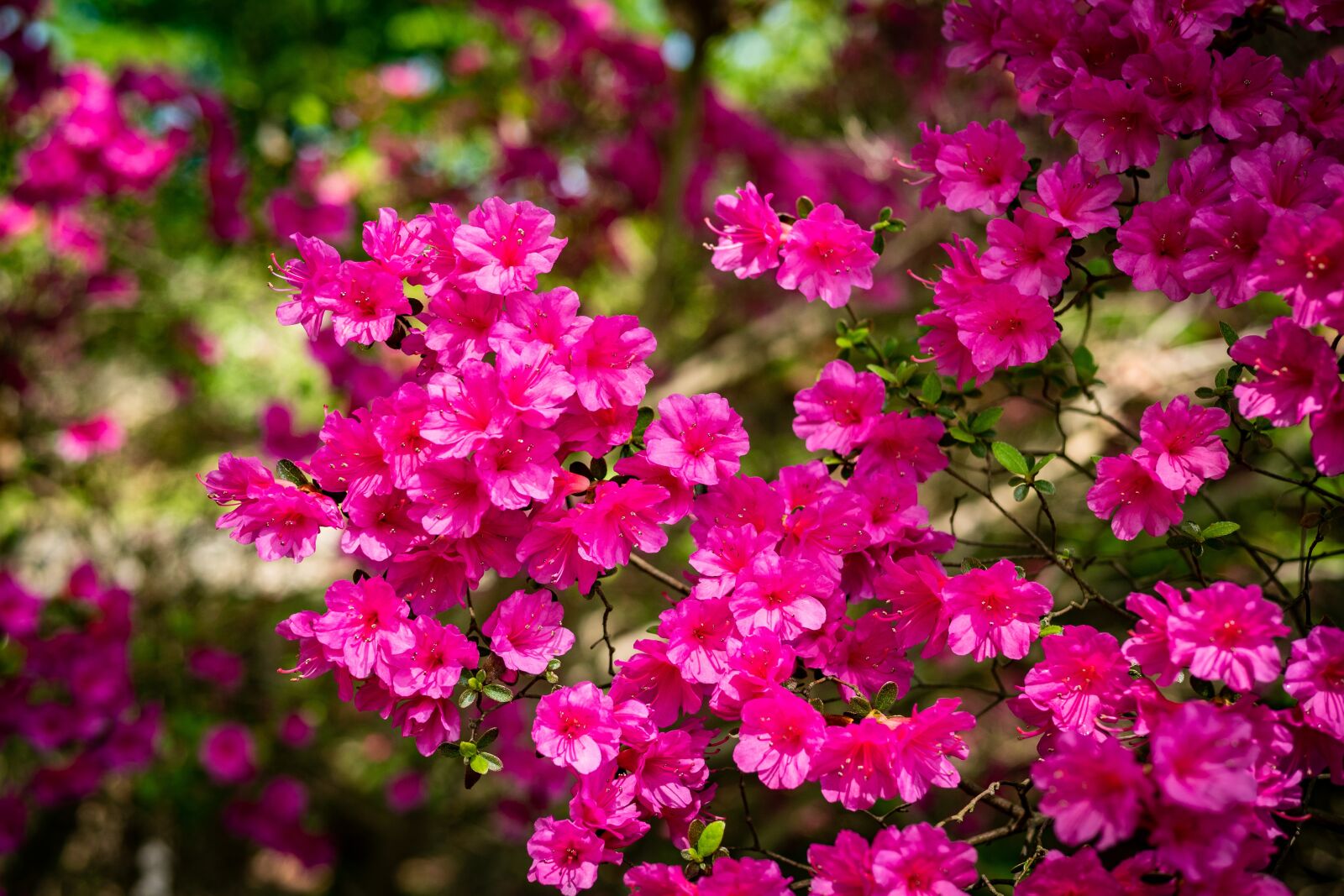 Panasonic Leica DG Summilux 25mm F1.4 II ASPH sample photo. Azalea, flower, garden photography