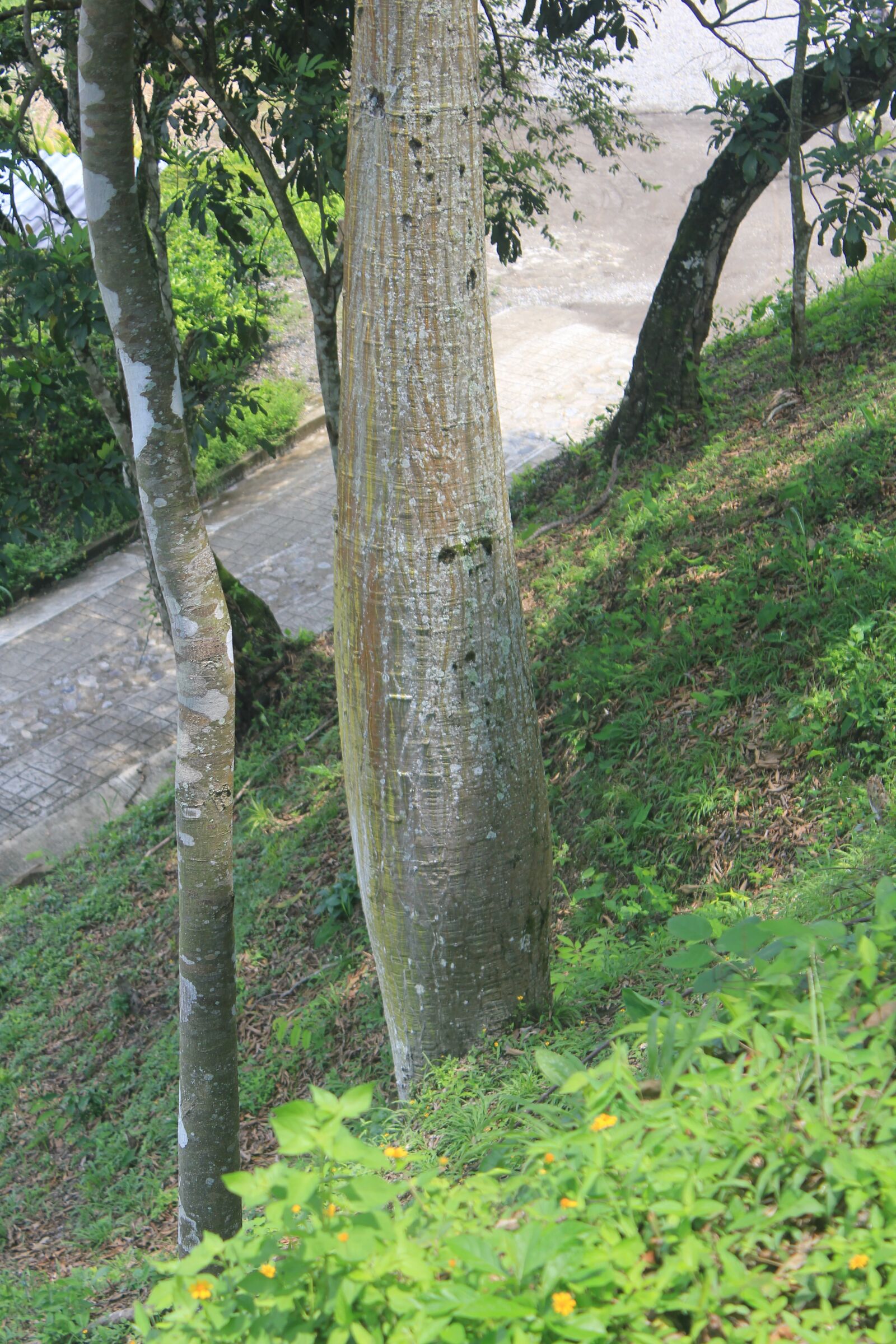 Canon EOS 550D (EOS Rebel T2i / EOS Kiss X4) sample photo. Tree, landscape, sky photography