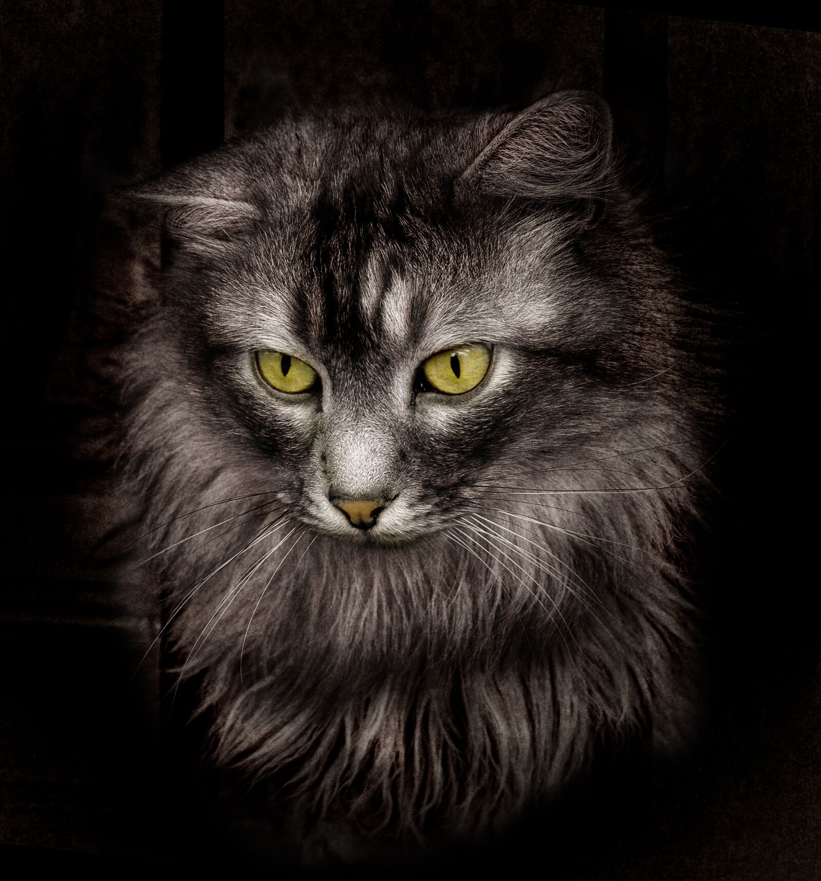 Olympus M.Zuiko Digital ED 14-150mm F4-5.6 II sample photo. Cat, cats, black cat photography