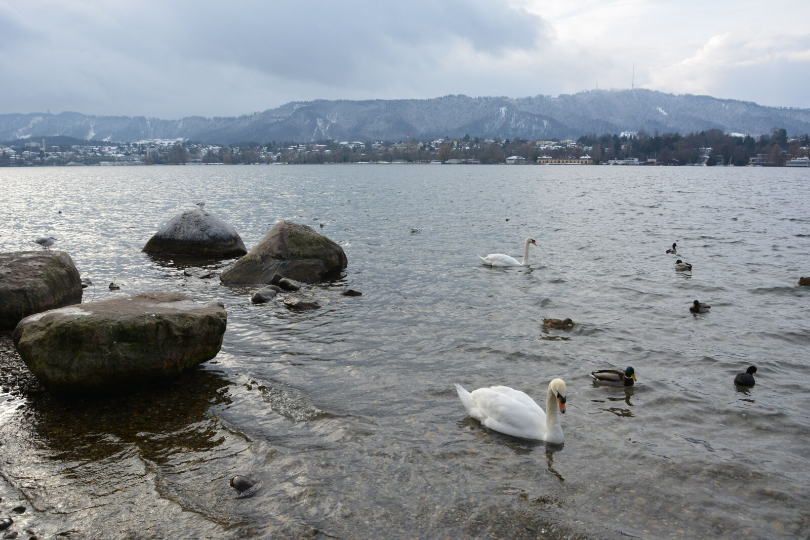 Nikon D5200 sample photo. Birds, lac, mountain, switzerland photography