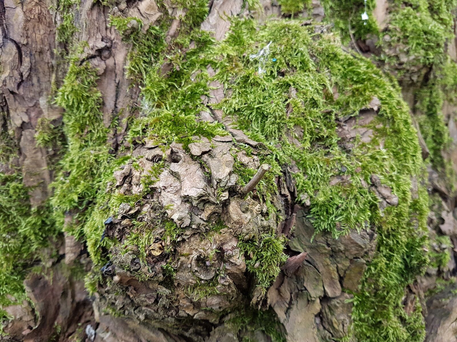 Samsung Galaxy S7 Edge sample photo. Nature, flora, tree photography
