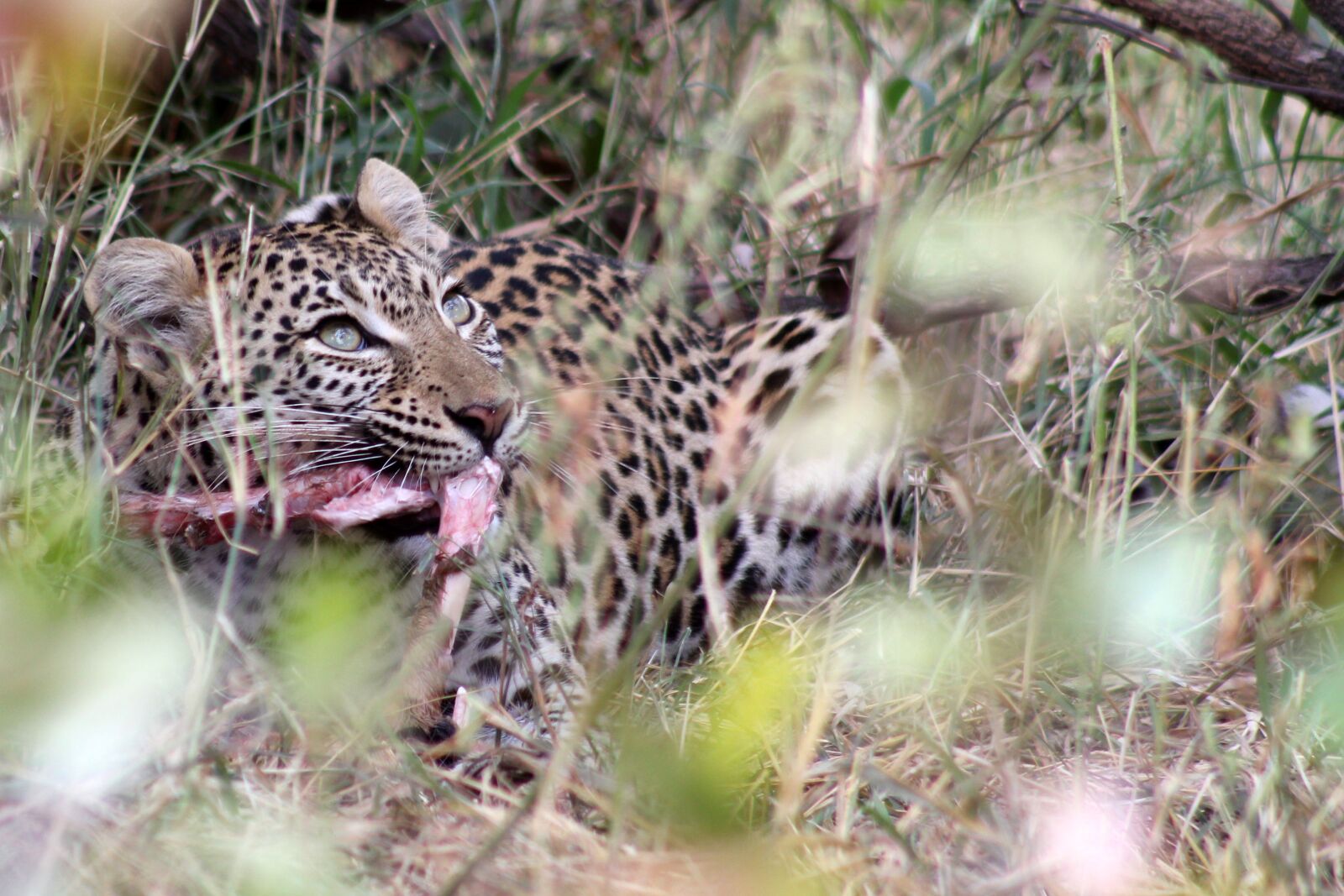 Canon EOS 550D (EOS Rebel T2i / EOS Kiss X4) sample photo. Leopard, south africa, hunting photography