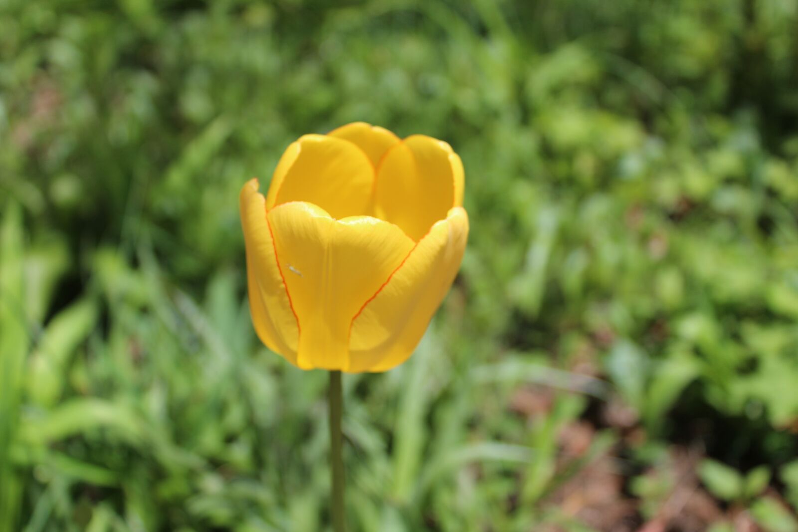 Canon EOS 1300D (EOS Rebel T6 / EOS Kiss X80) sample photo. Tulip, spring, tulips photography
