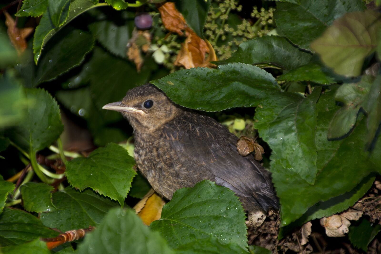 Canon EOS 60D sample photo. Throttle, young animal, bird photography