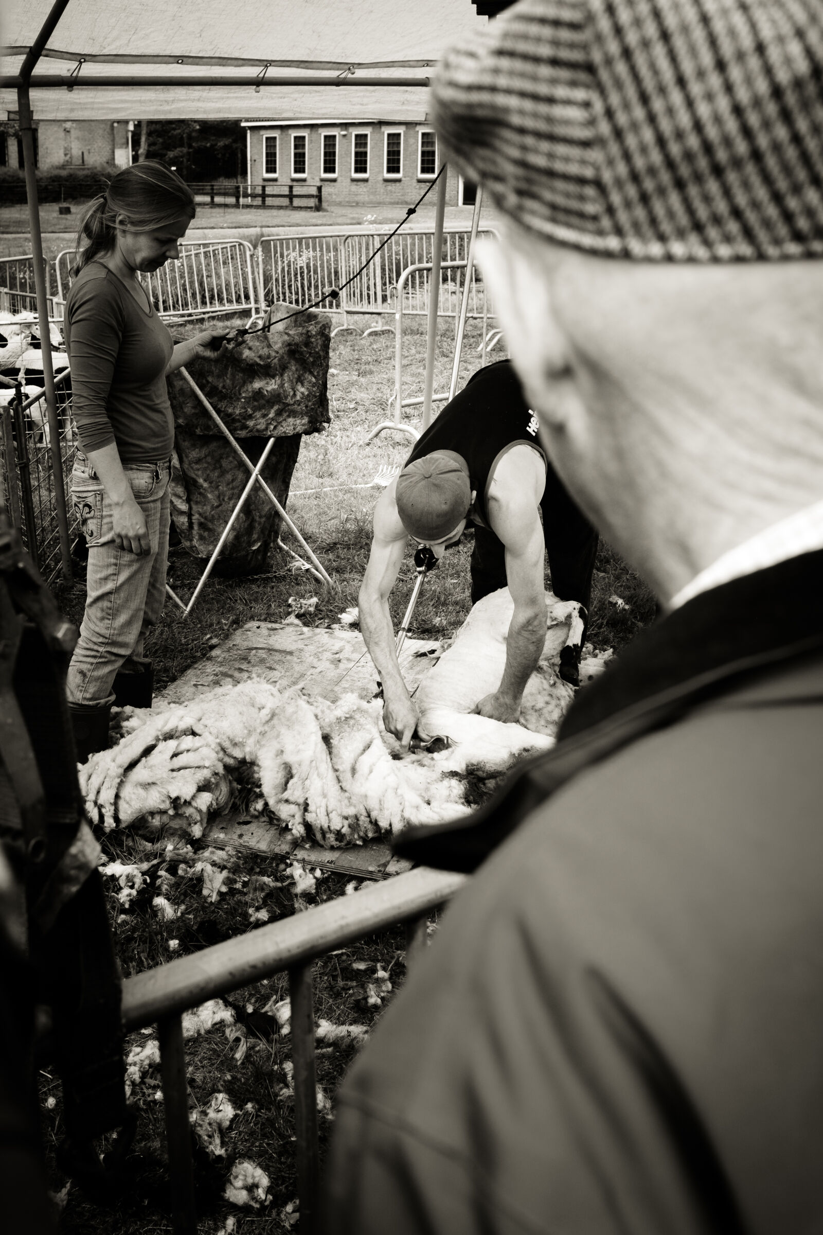 Fujifilm X100S sample photo. Sheep photography