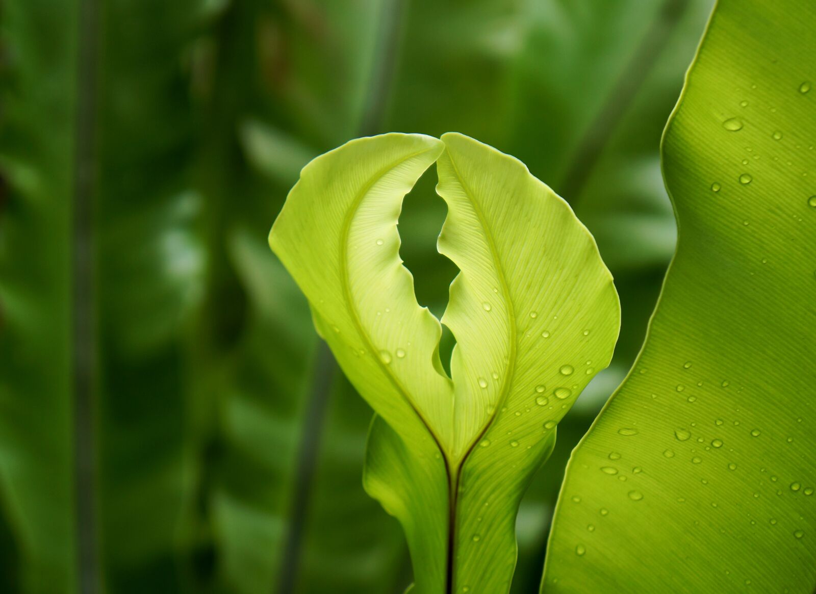 Sony Alpha NEX-F3 + Sony E 18-55mm F3.5-5.6 OSS sample photo. Green, fern, natural photography