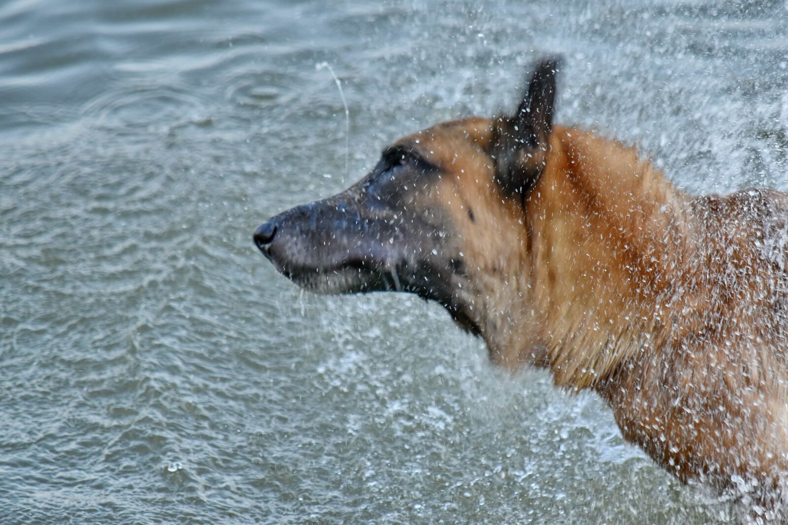 Nikon D5500 sample photo. Bathing, motion, movement, shepherd photography