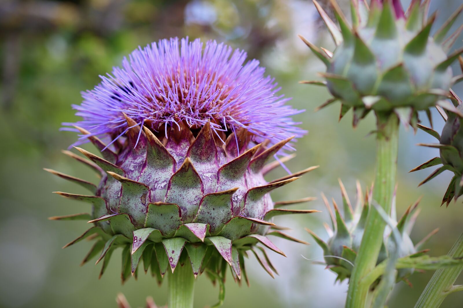 Canon EOS 800D (EOS Rebel T7i / EOS Kiss X9i) sample photo. Artichoke, cynara cardunculus, blossom photography