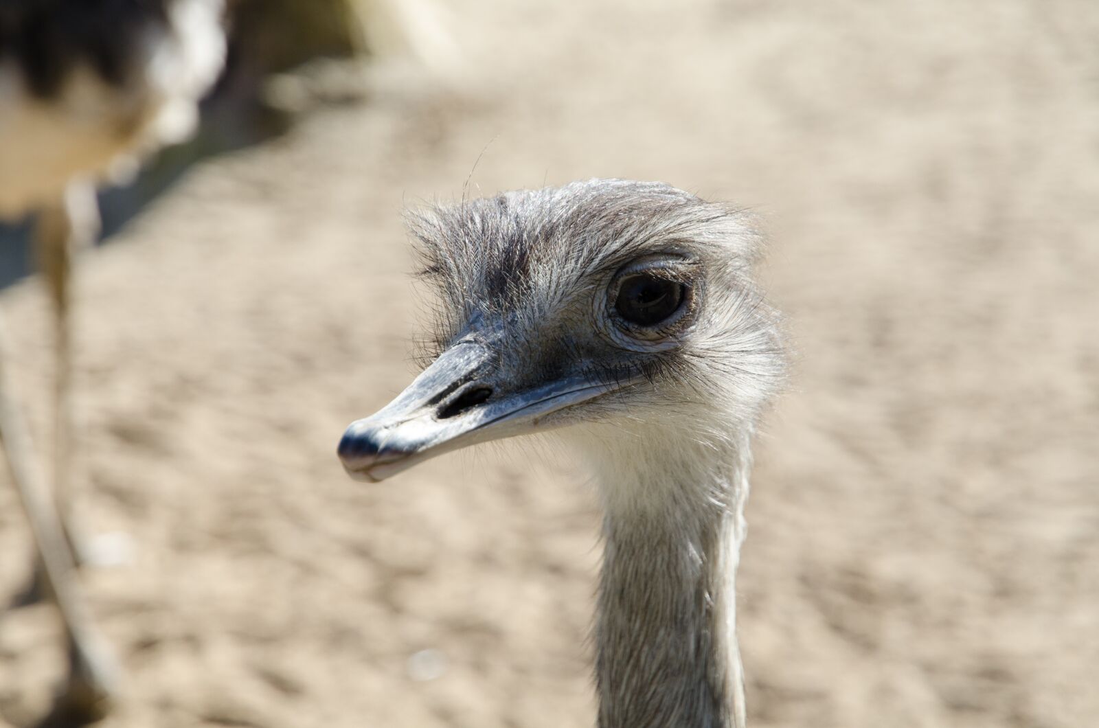 Nikon D7000 sample photo. Emu, zoo, animal photography