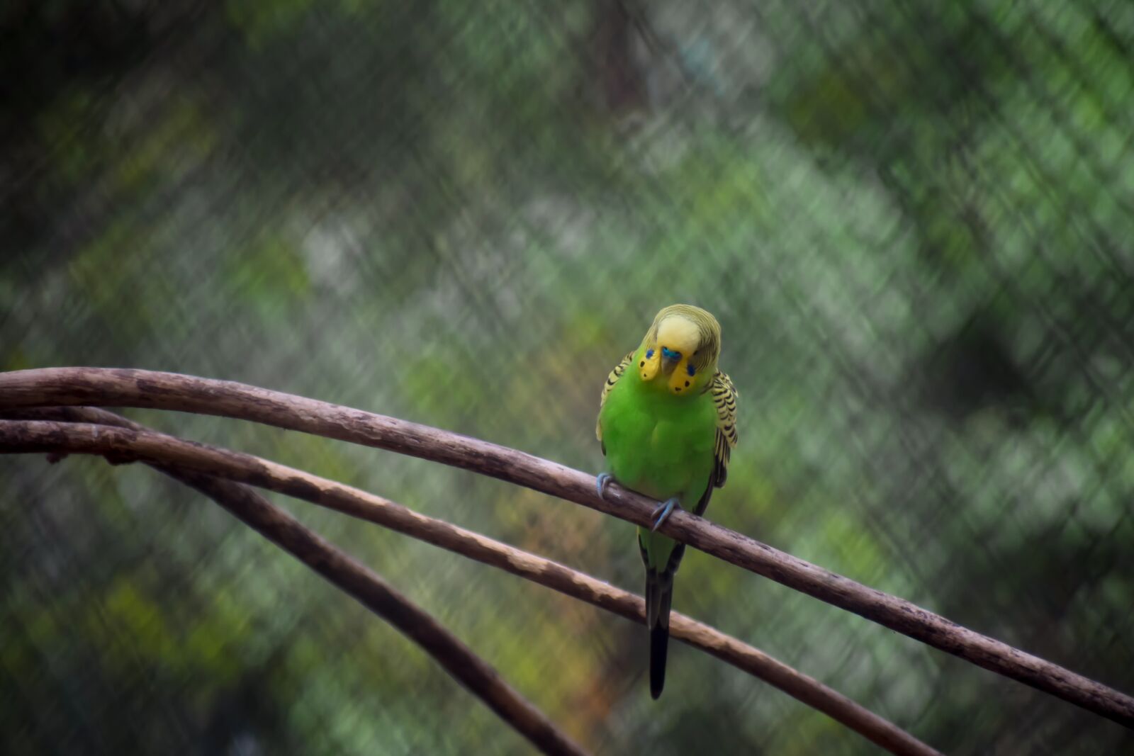 Nikon D5300 sample photo. Parrot, tree, branch photography