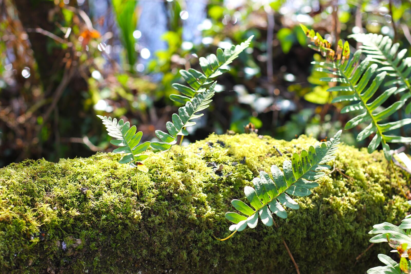Canon EOS 550D (EOS Rebel T2i / EOS Kiss X4) sample photo. Moss, growth, forest photography