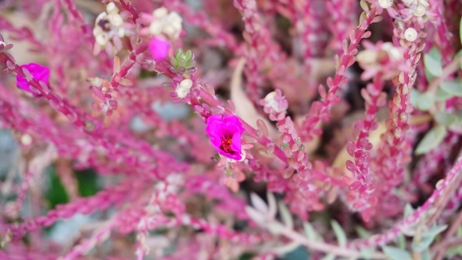 Sony a6500 + Sony E 16-50mm F3.5-5.6 PZ OSS sample photo. Flowers, nature, pink photography