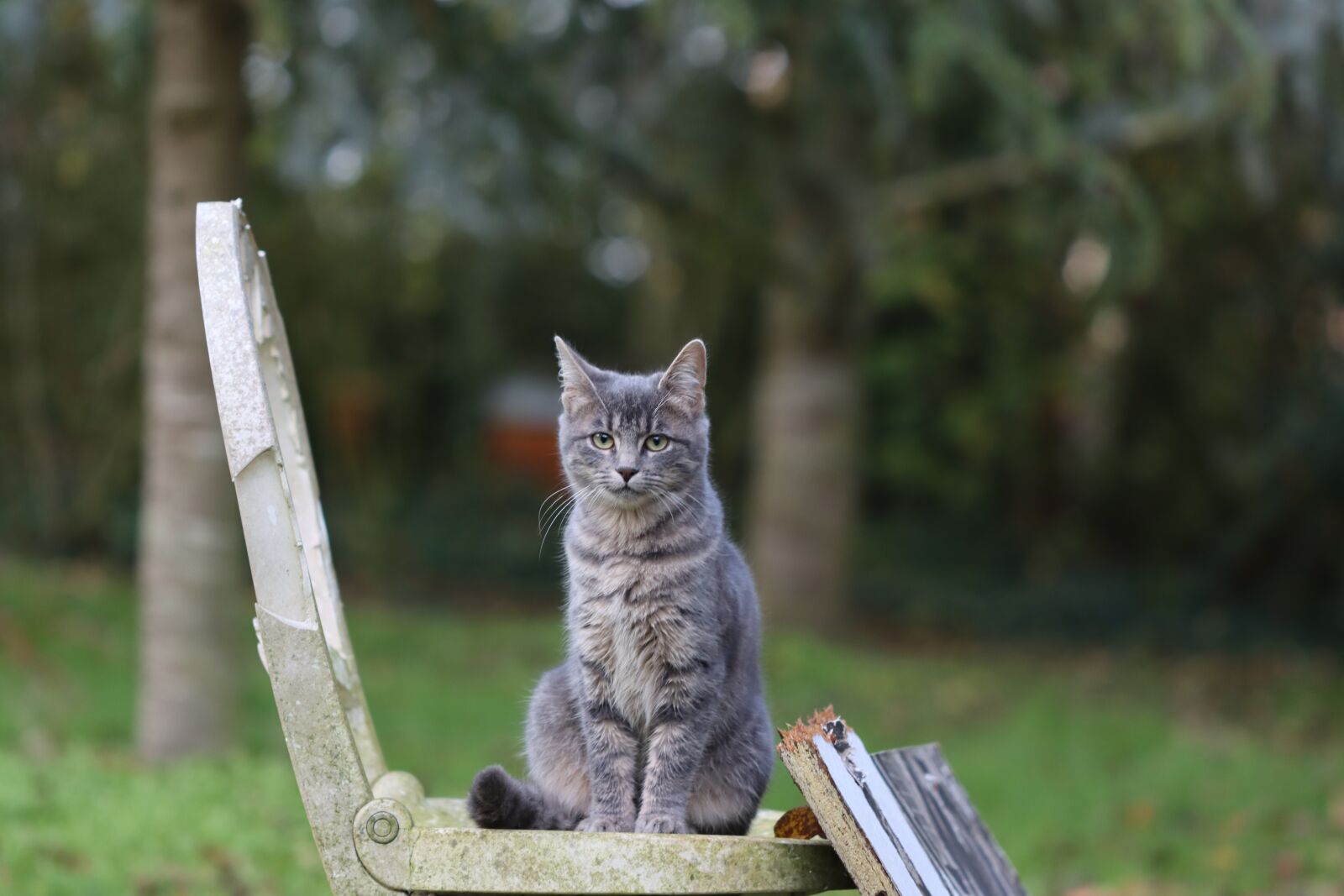 Canon EOS 90D sample photo. Cat, grey, feline photography