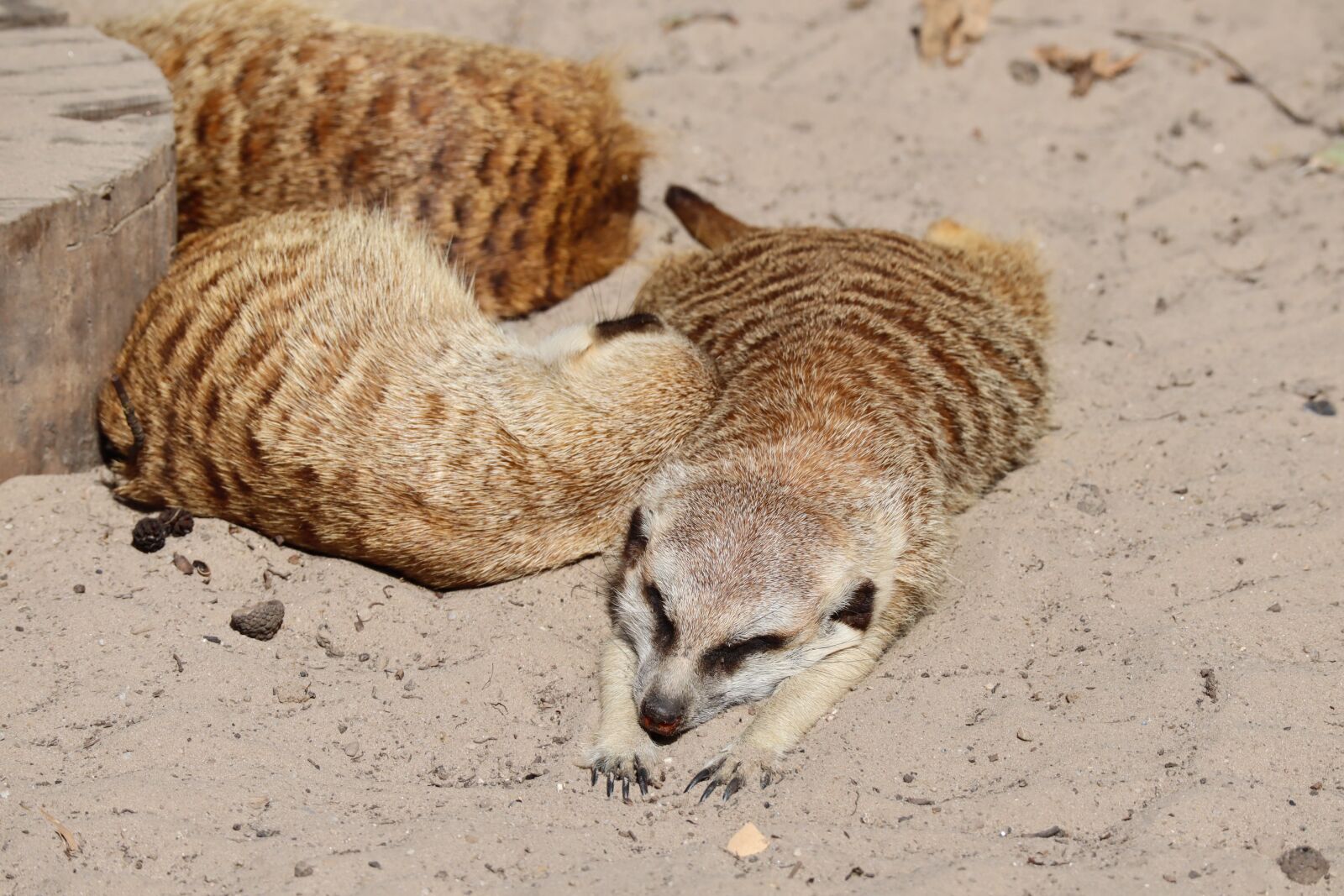 Canon EF-M 55-200mm F4.5-6.3 IS STM sample photo. Meerkat, relax, animal world photography