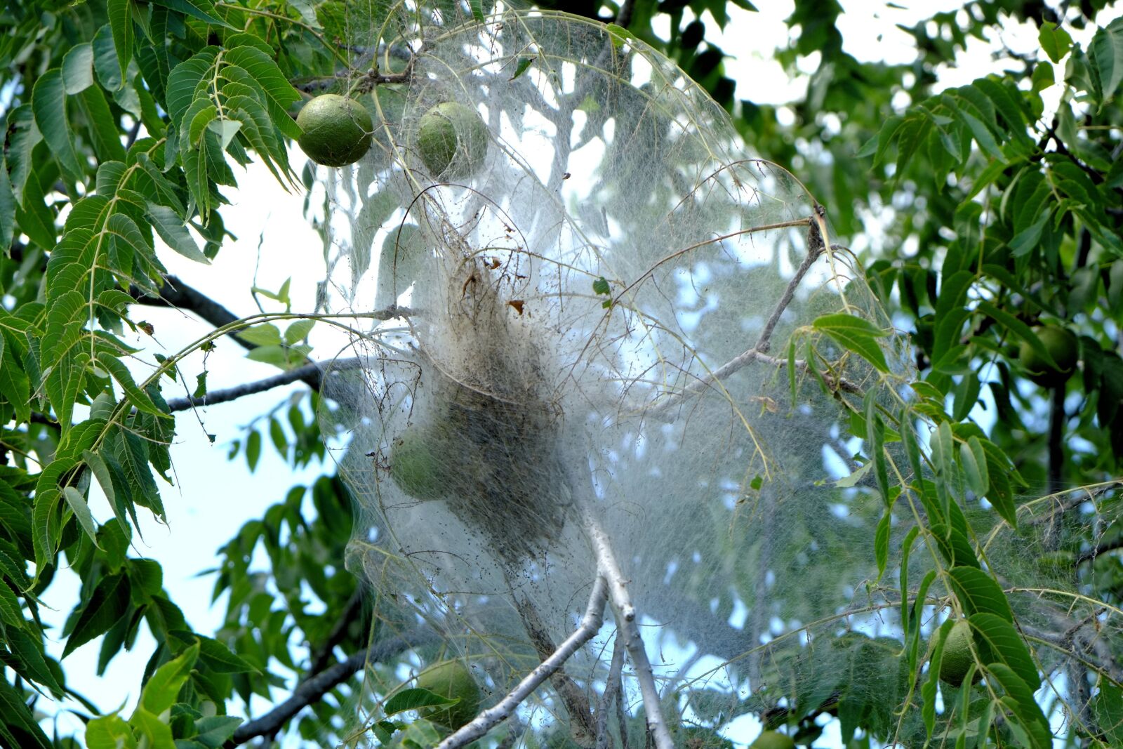 Fujifilm X-E1 sample photo. Caterpillar cocoon, apple tree photography
