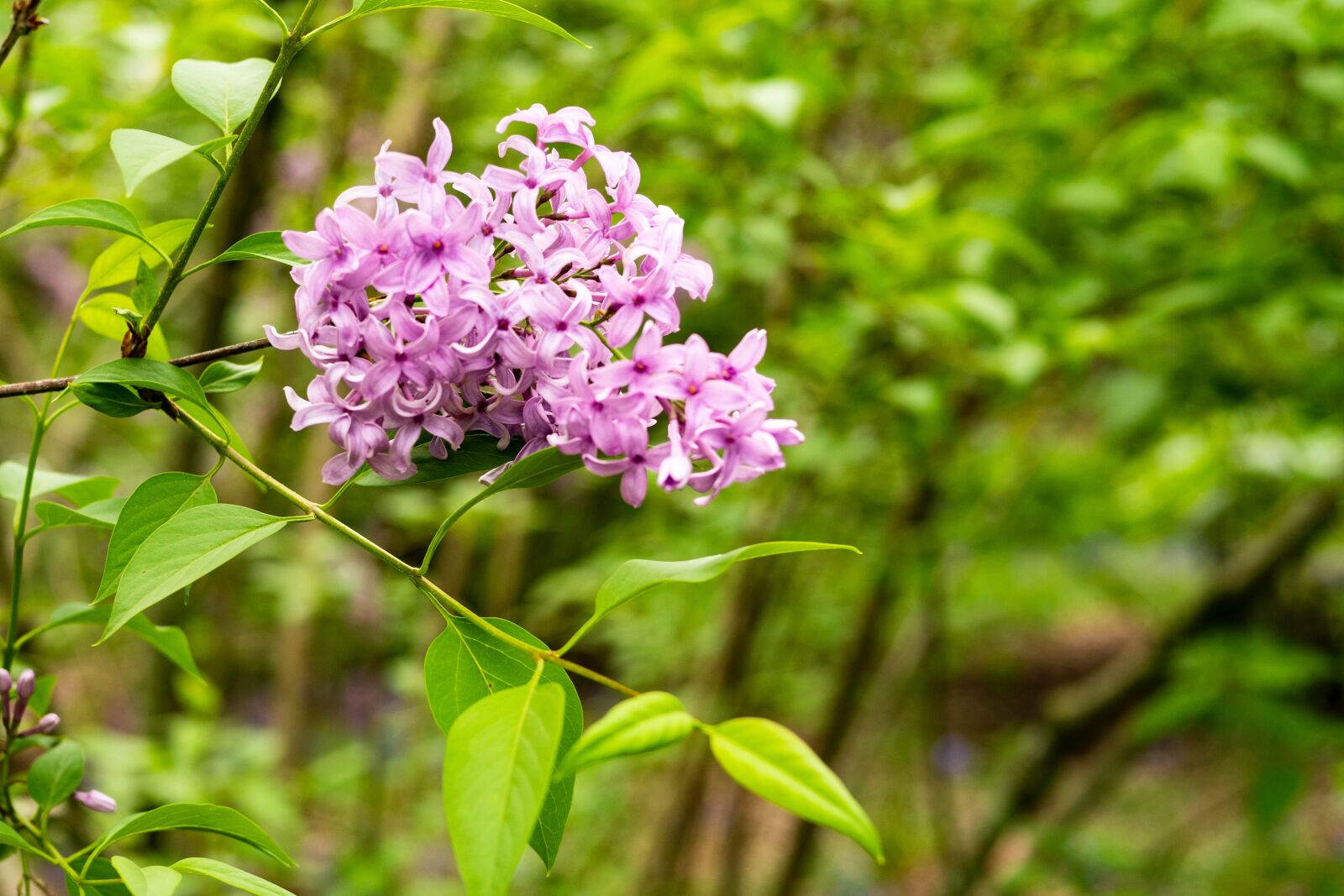 Panasonic Leica DG Summilux 25mm F1.4 II ASPH sample photo. Lilac, flower, spring photography