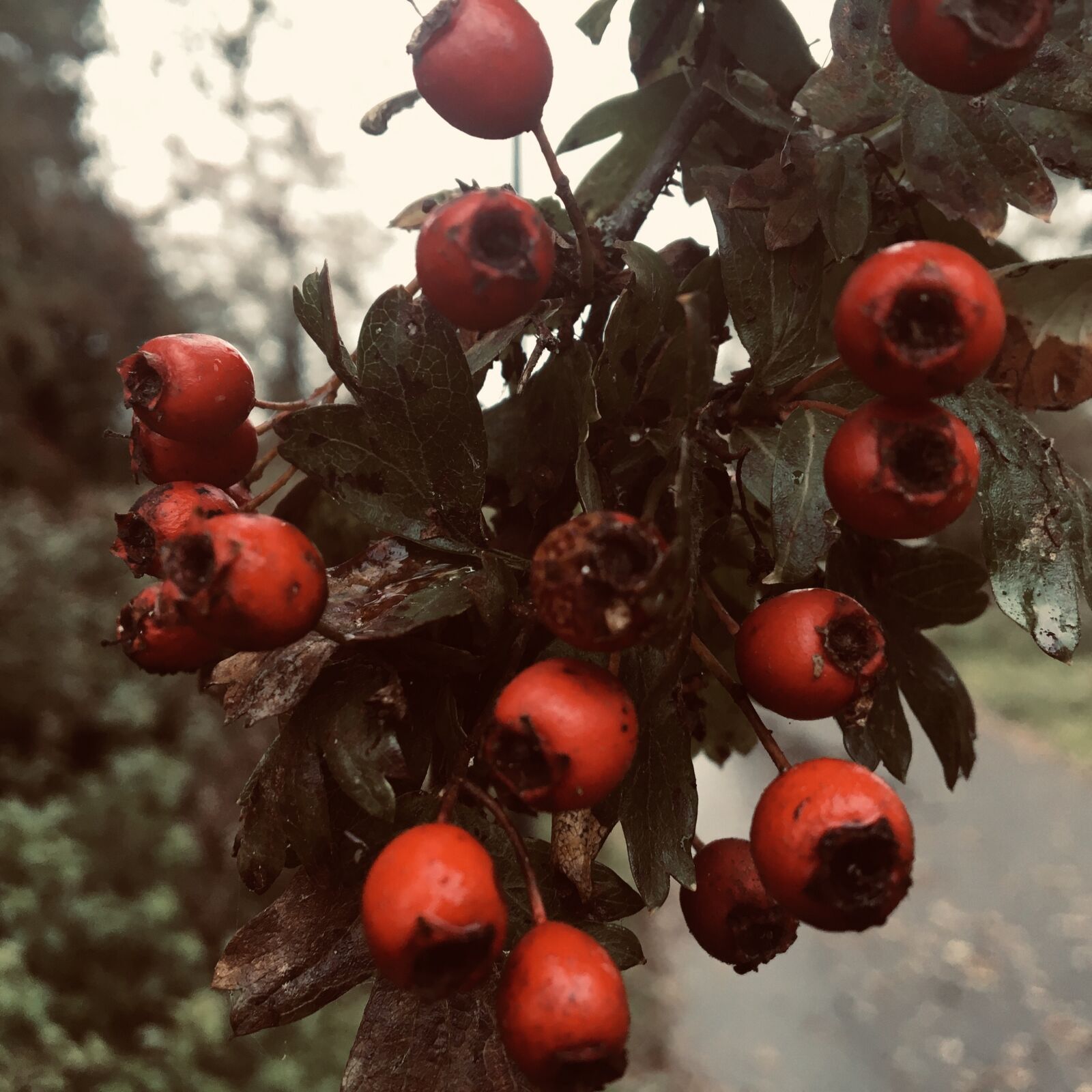 Apple iPhone 6s sample photo. Hawthorn, berries, red photography